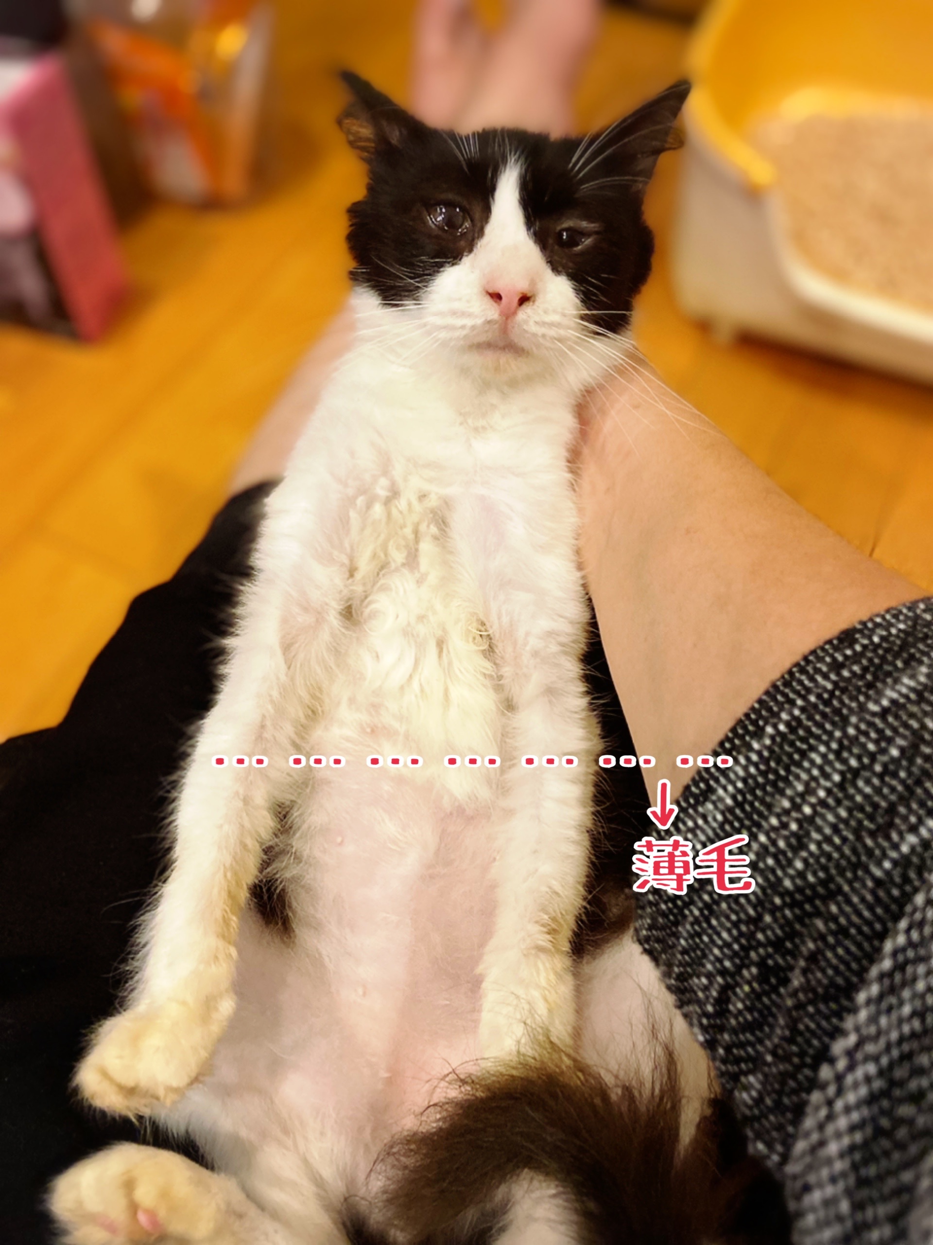 さっちゃんの心と身体のキズ 猫とお酒と日々のこと Powered By ライブドアブログ