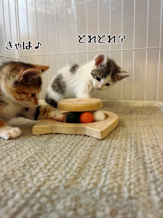 IMG_4451