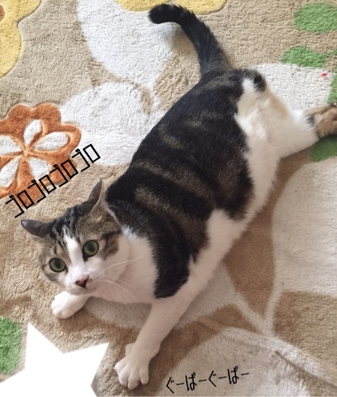 キジ猫の世界ヽ(´∀｀)ﾉ : 猫とお酒と日々のこと Powered by