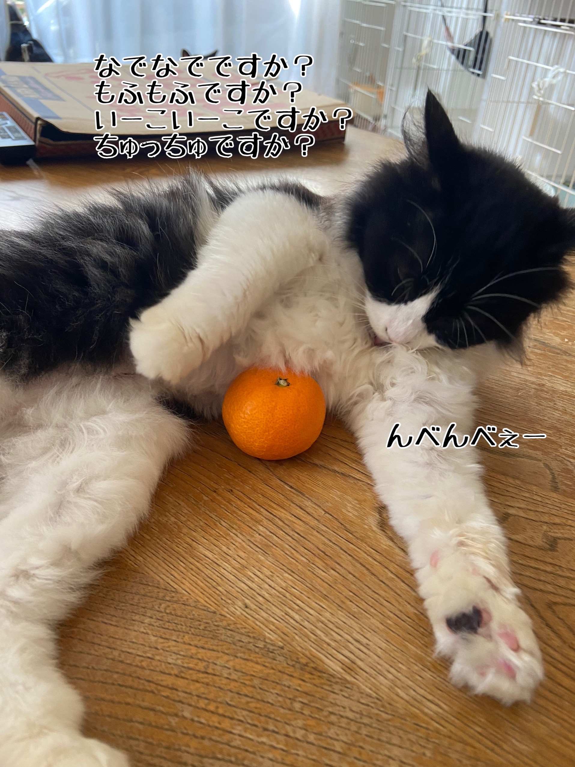 猫さまとみかん 追記あり 猫とお酒と日々のこと Powered By ライブドアブログ