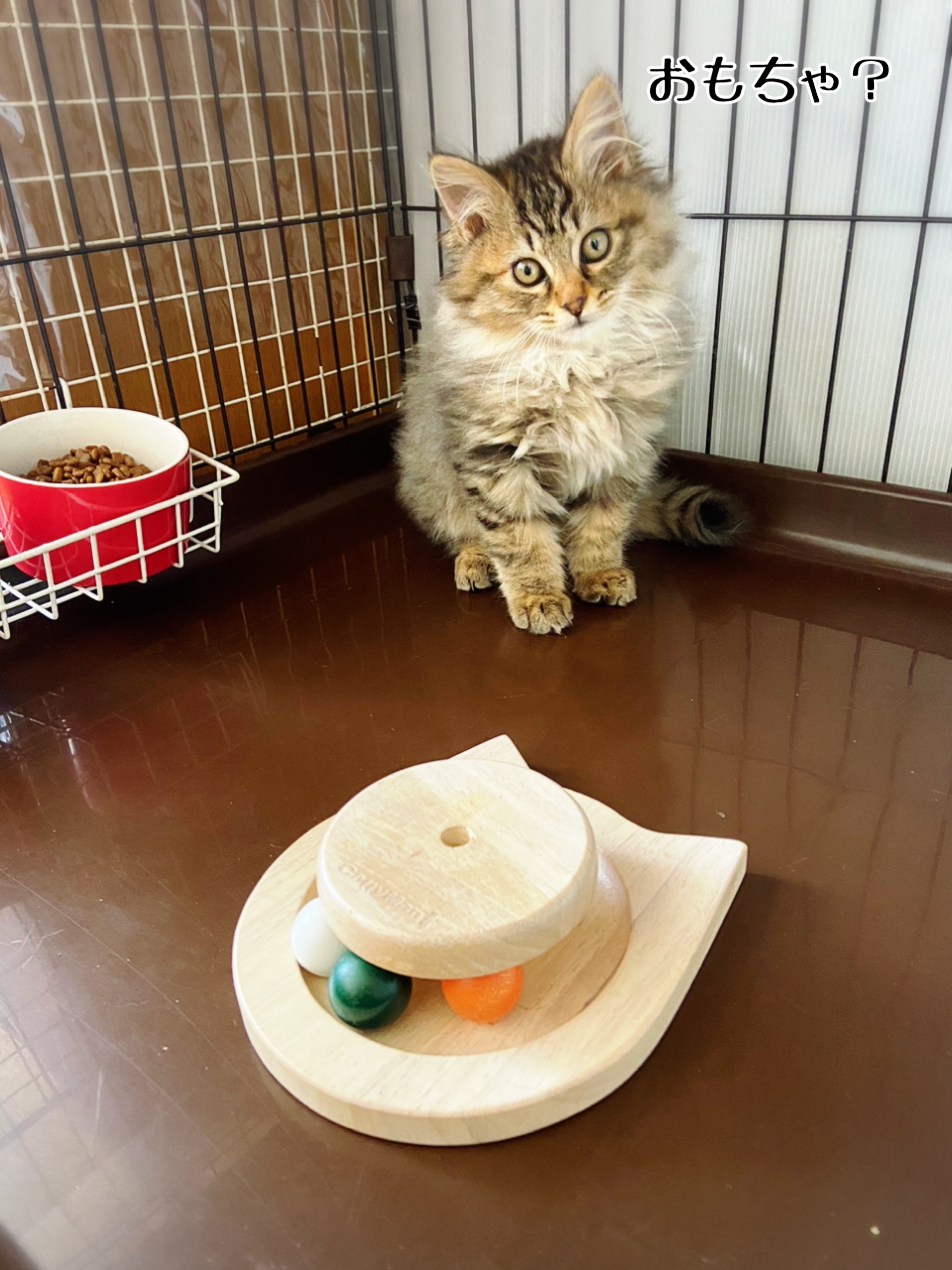 ゴロゴロ記念日 猫とお酒と日々のこと Powered By ライブドアブログ