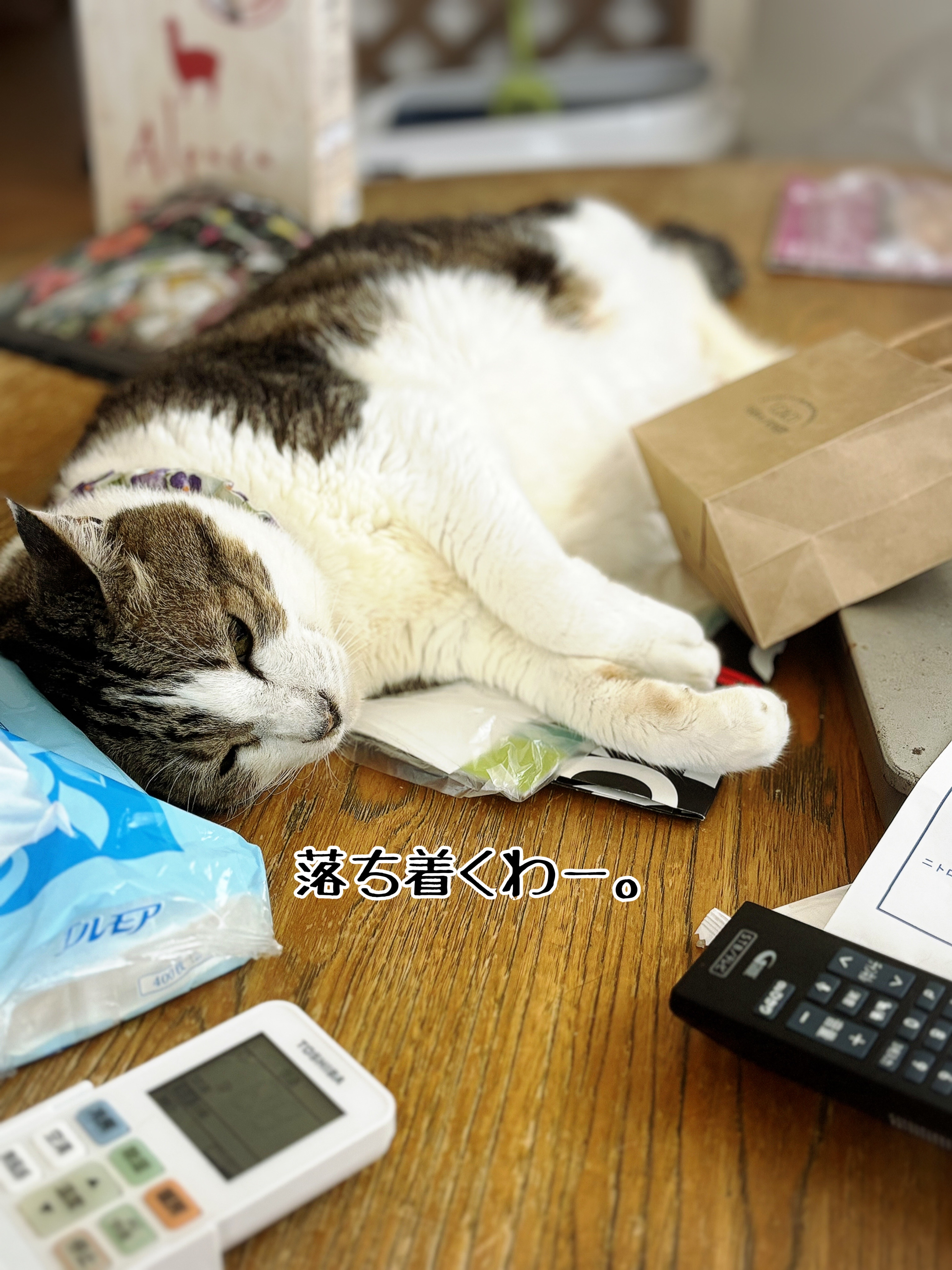 ウチの子だなぁ。って思う時 : 猫とお酒と日々のこと Powered by