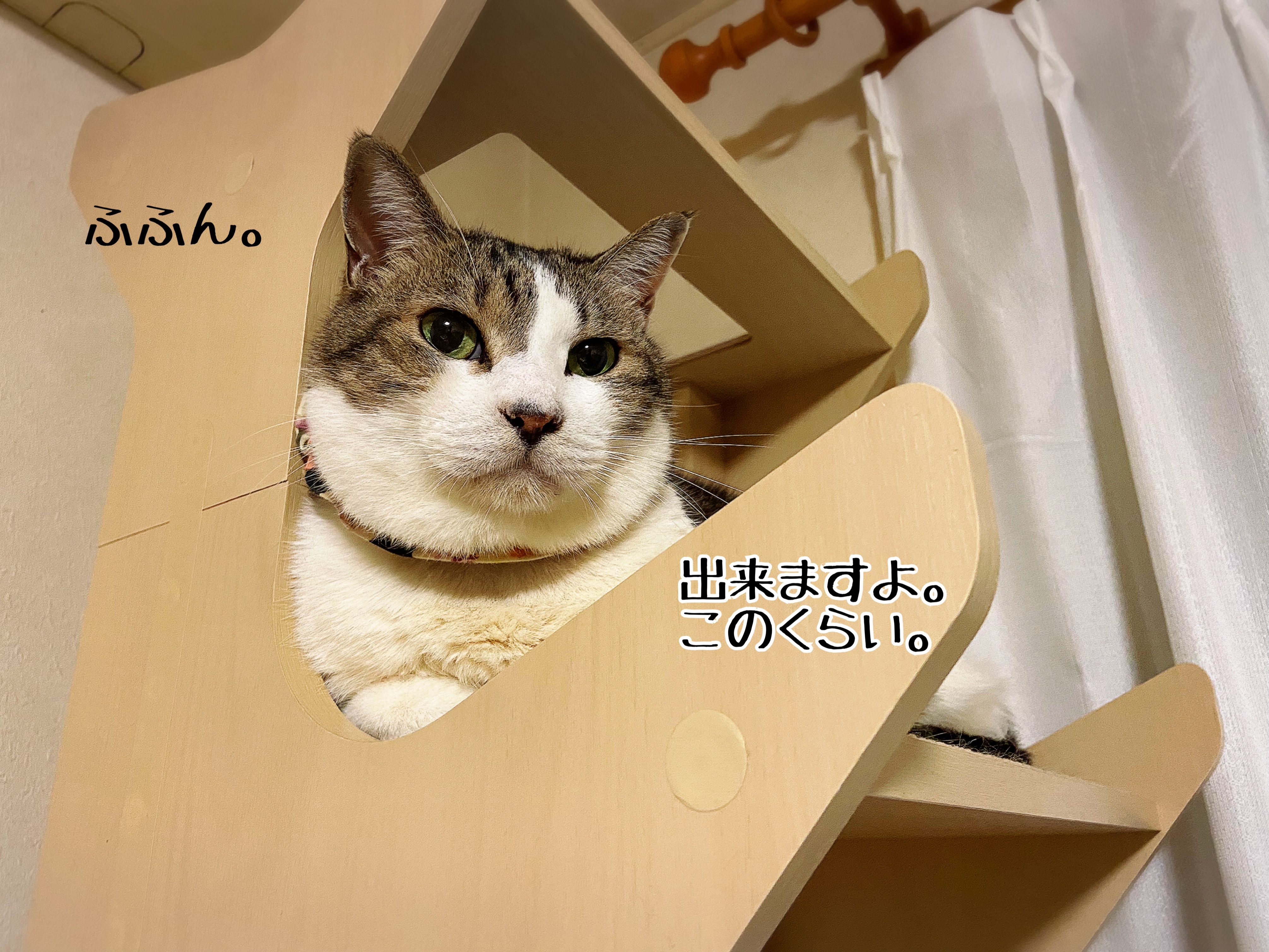 シュウさまは3本足シニアモフ天使 : 猫とお酒と日々のこと Powered by