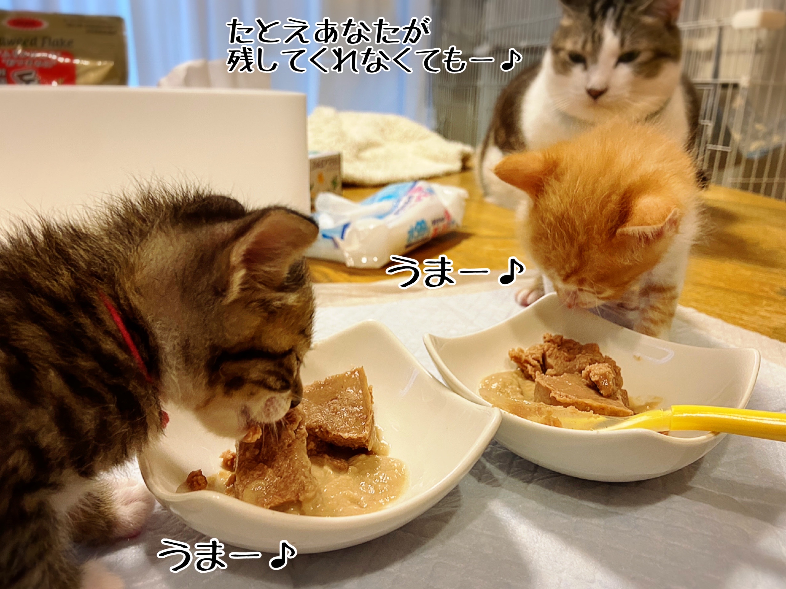 離乳食の光景 22 猫とお酒と日々のこと Powered By ライブドアブログ 離乳食の光景 22 猫とお酒と日々のこと Powered By ライブドアブログ
