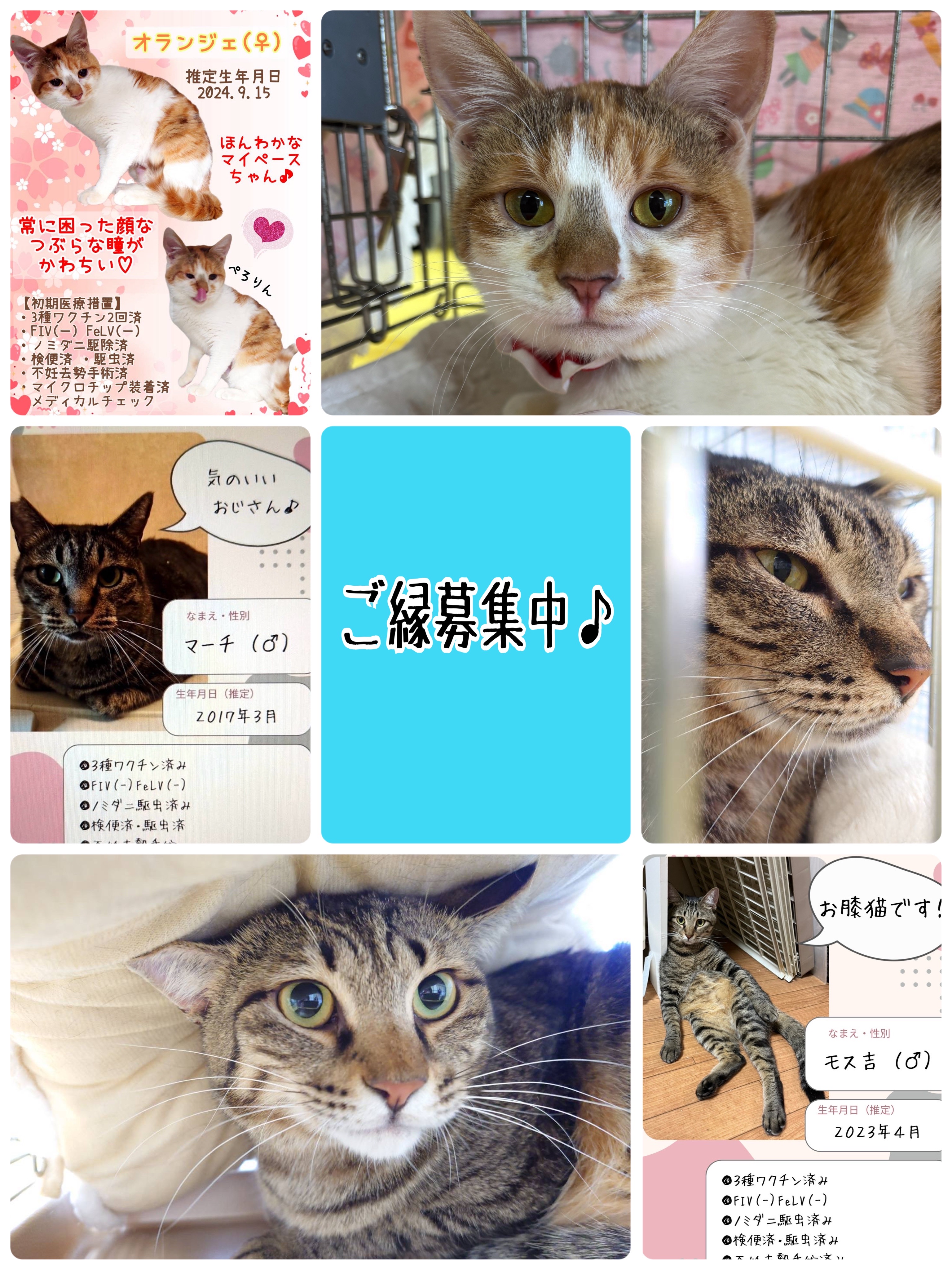 昨日は秘密結社ねこのひげ譲渡会 : 猫とお酒と日々のこと Powered by