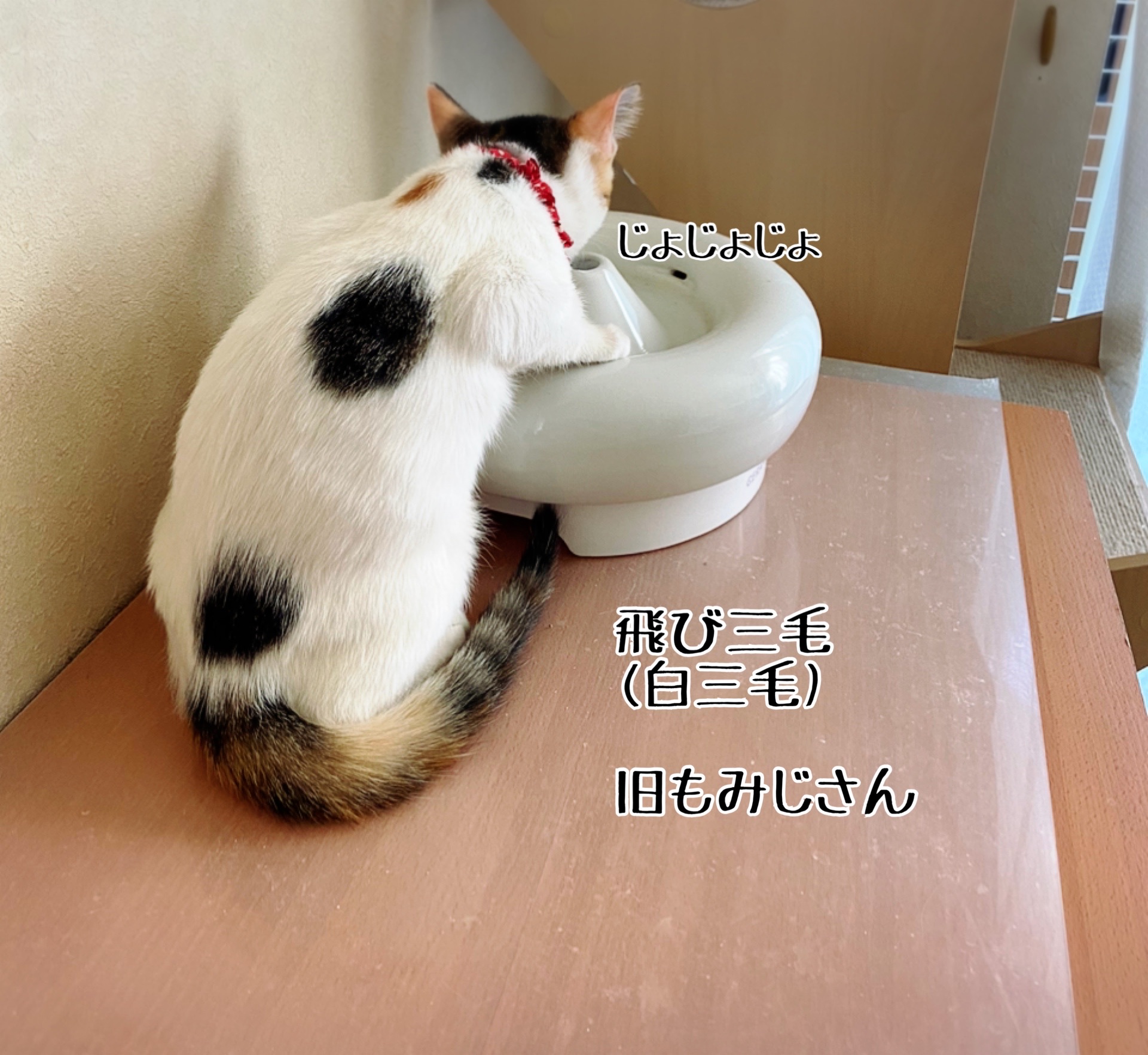 hacodecoさま　三毛猫ちゃん hacodecoさま 三毛猫ちゃん