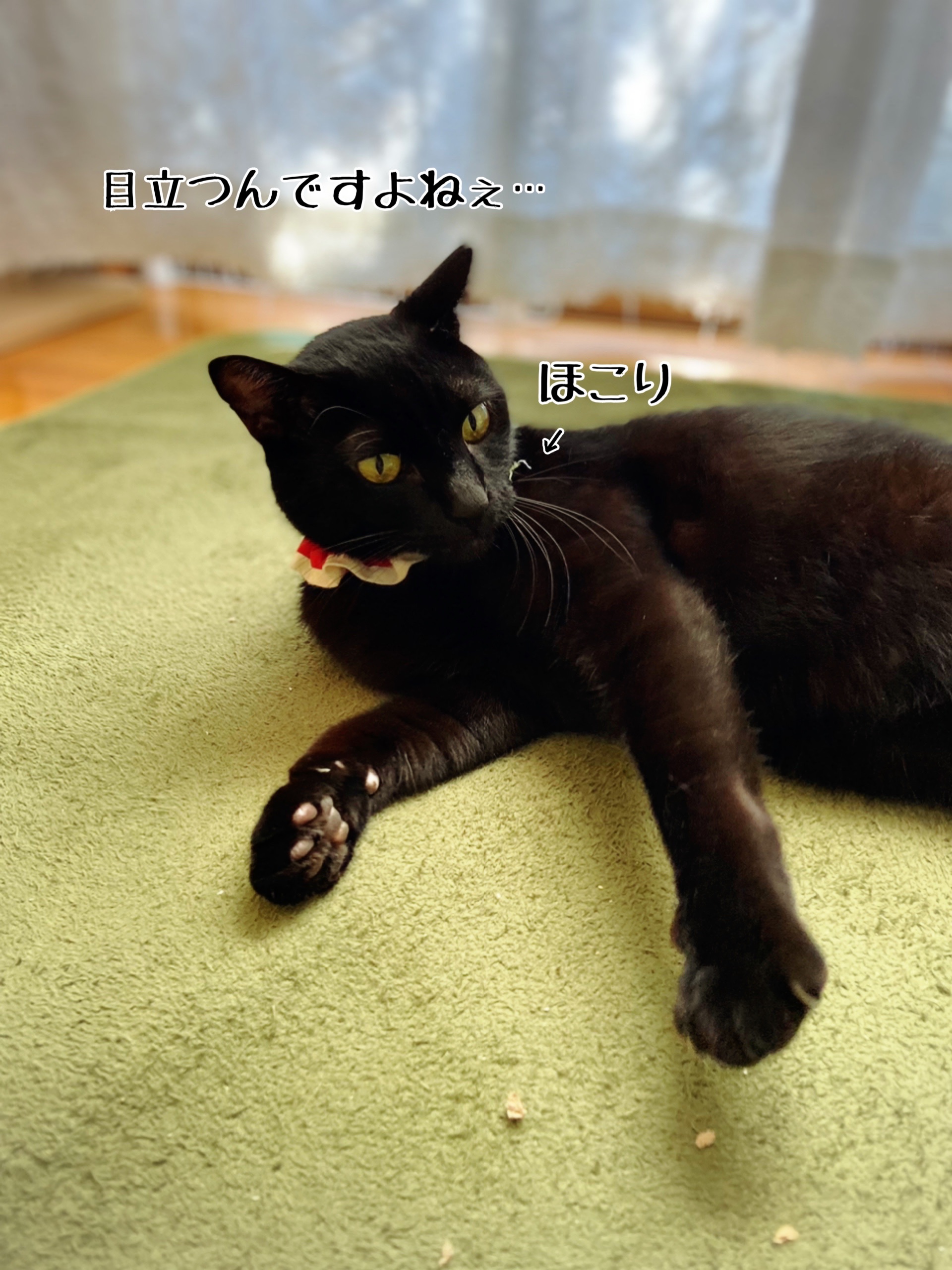 古今東西 黒猫伝説 グリくん 猫とお酒と日々のこと Powered By ライブドアブログ 古今東西 黒猫伝説 グリくん 猫とお酒と日々のこと Powered By ライブドアブログ