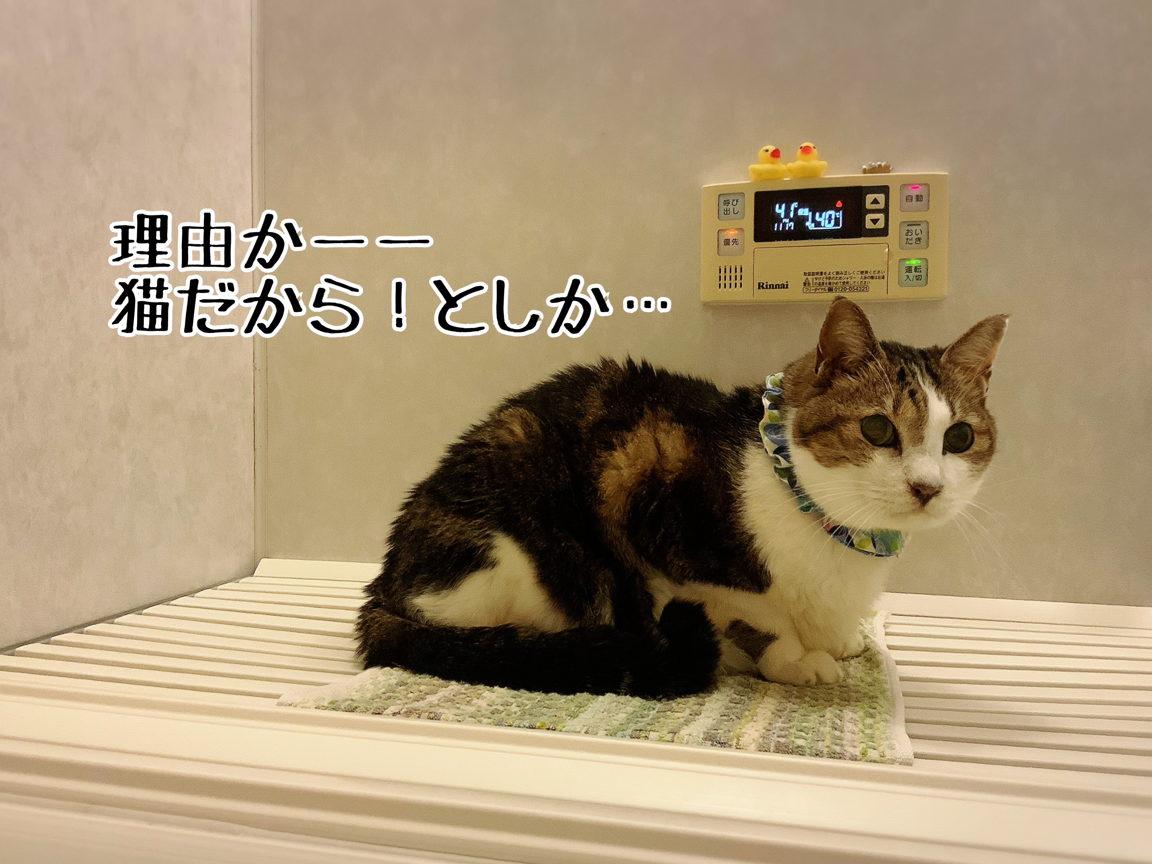 それが猫の性 : 猫とお酒と日々のこと Powered by ライブドアブログ