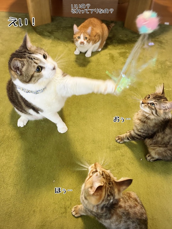 シュウさま専用ページ おとなげないオトナと誰よりもオトナ : 猫とお酒と日々のこと