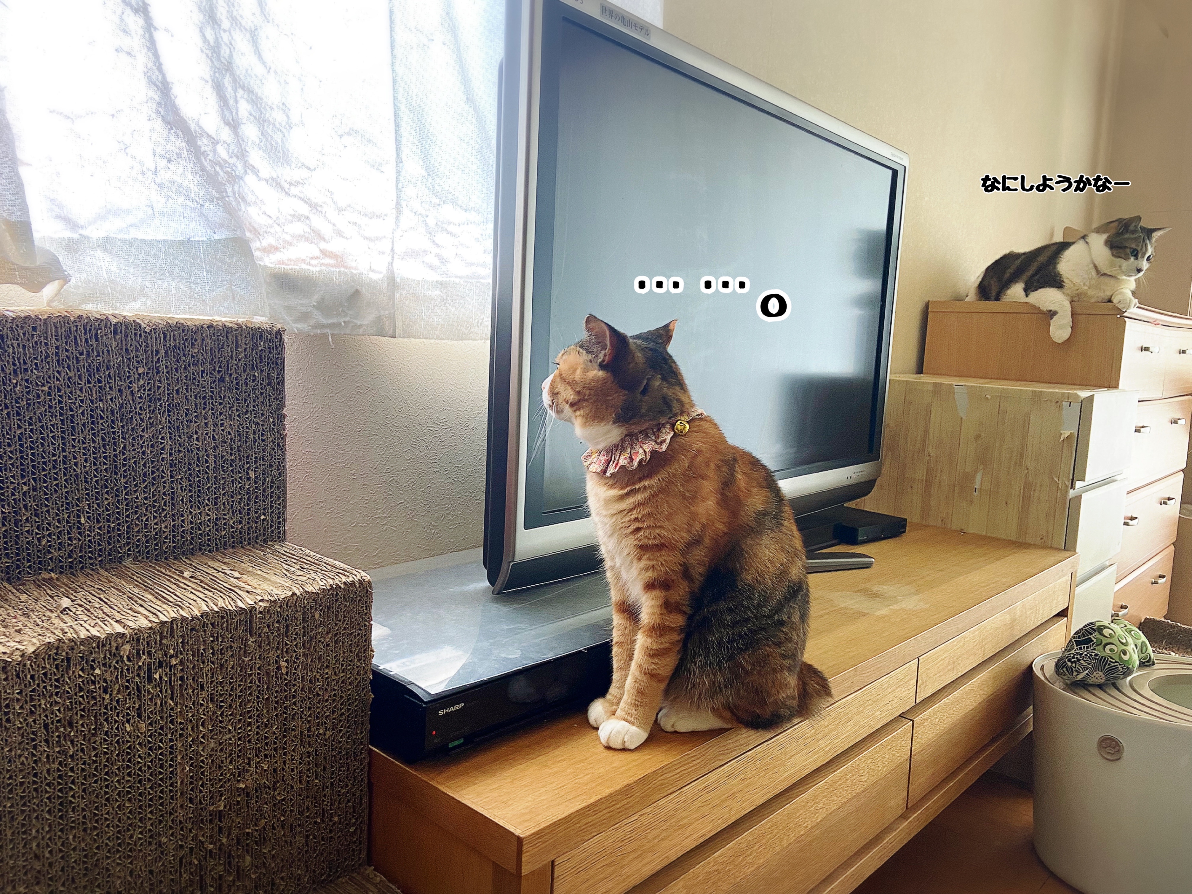 ついに…新旧縞三毛☆対決 : 猫とお酒と日々のこと Powered by ついに…新旧縞三毛☆対決 : 猫とお酒と日々のこと Powered by