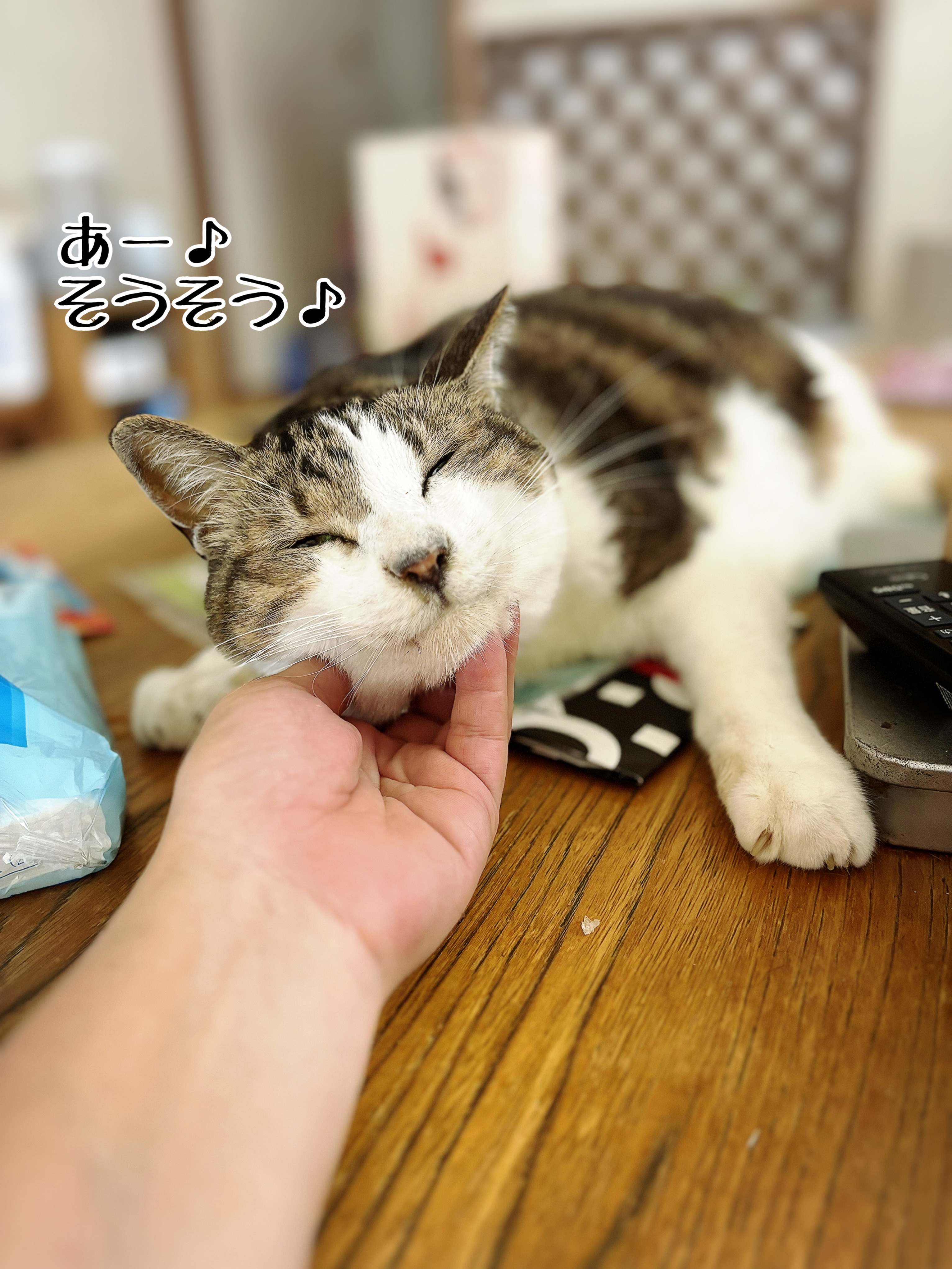 ウチの子だなぁ。って思う時 : 猫とお酒と日々のこと Powered by ウチの子だなぁ。って思う時 : 猫とお酒と日々のこと Powered by