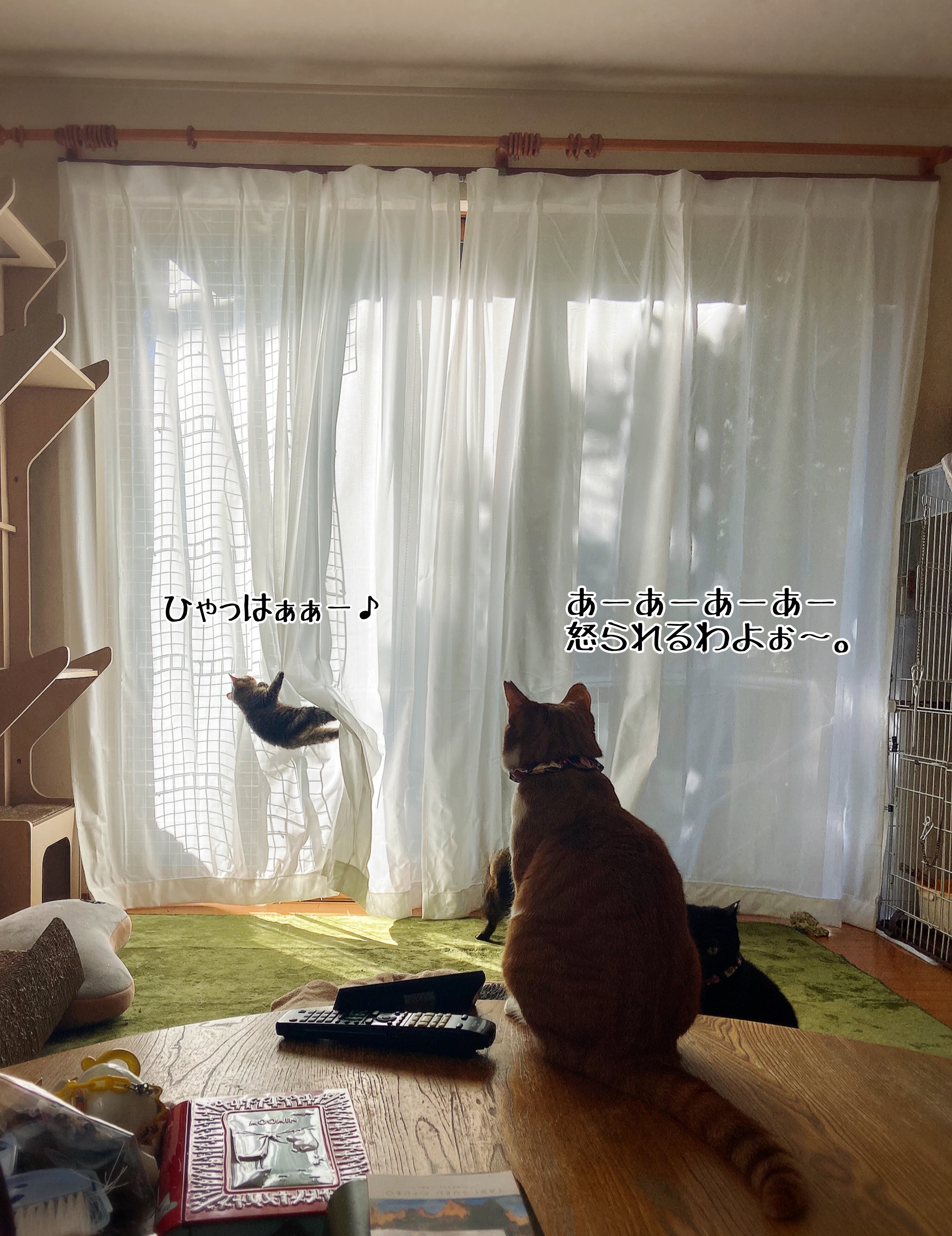 正月 初夢 福袋とか猫さまには関係ない 猫とお酒と日々のこと Powered By ライブドアブログ
