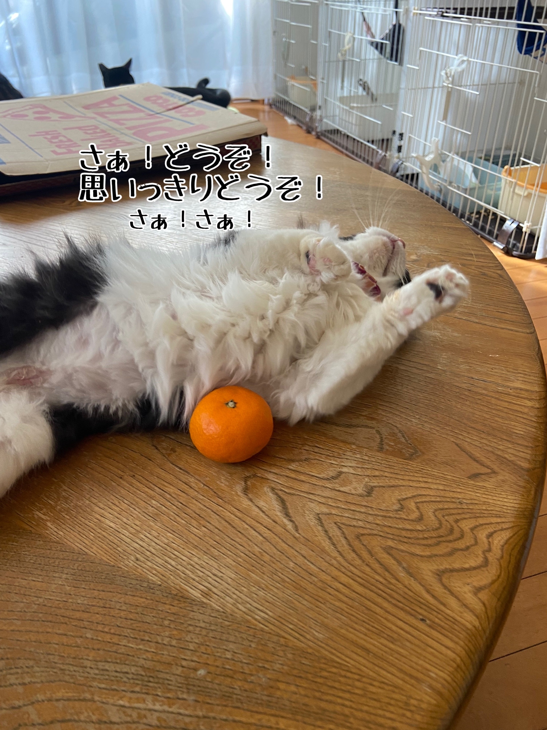 猫さまとみかん 追記あり 猫とお酒と日々のこと Powered By ライブドアブログ