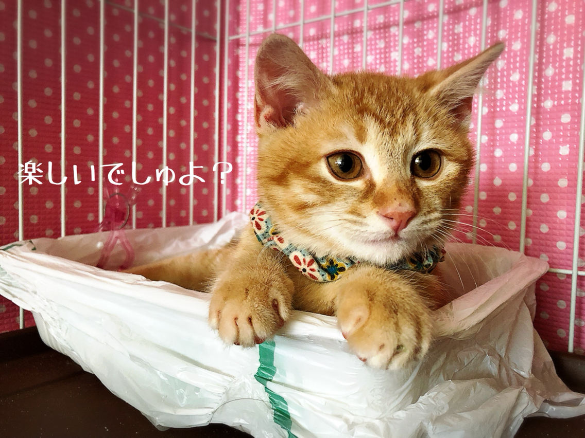 砂浴び 砂遊び 猫とお酒と日々のこと Powered By ライブドアブログ