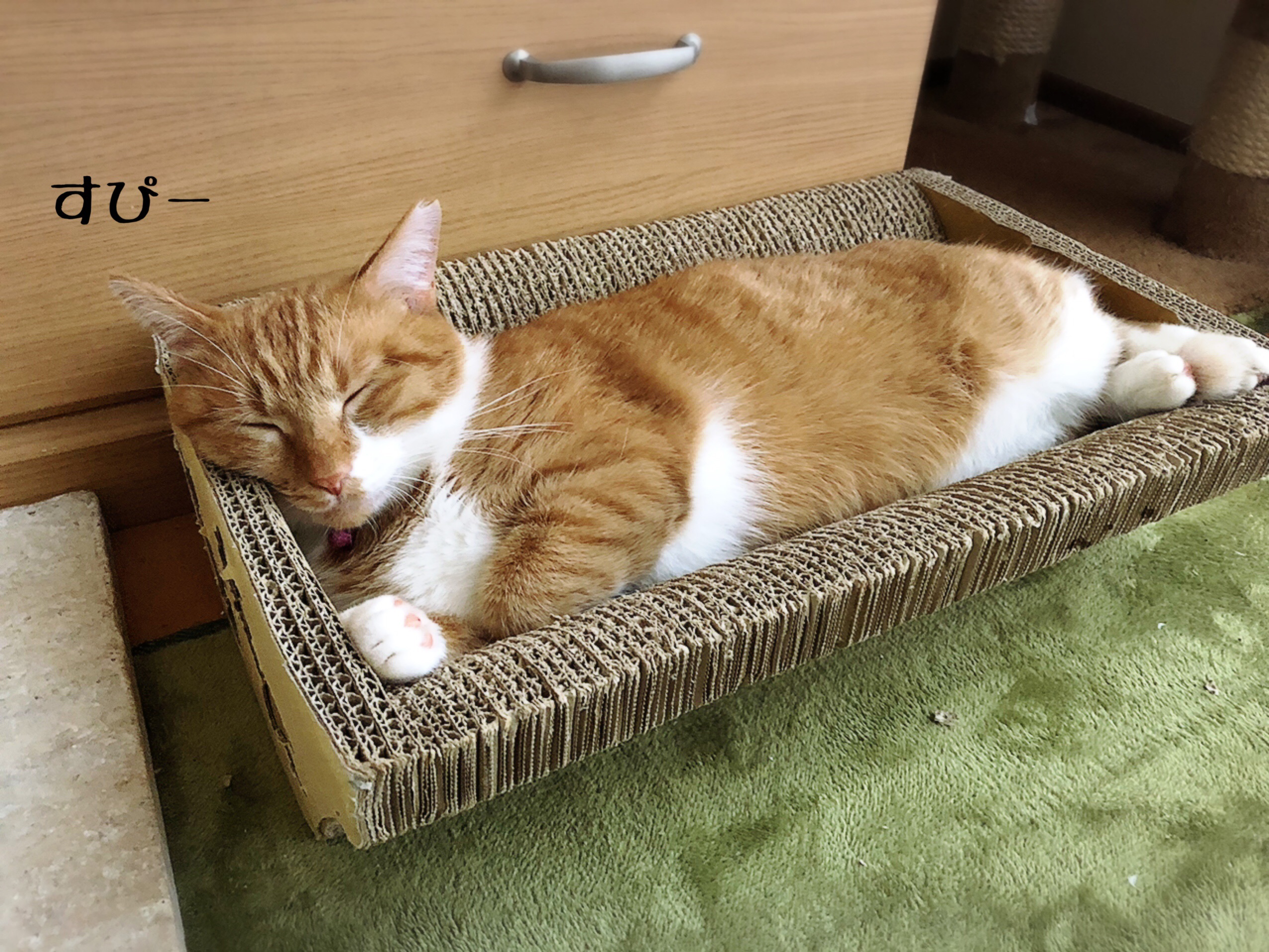掛ける毛布は母心 猫とお酒と日々のこと Powered By ライブドアブログ
