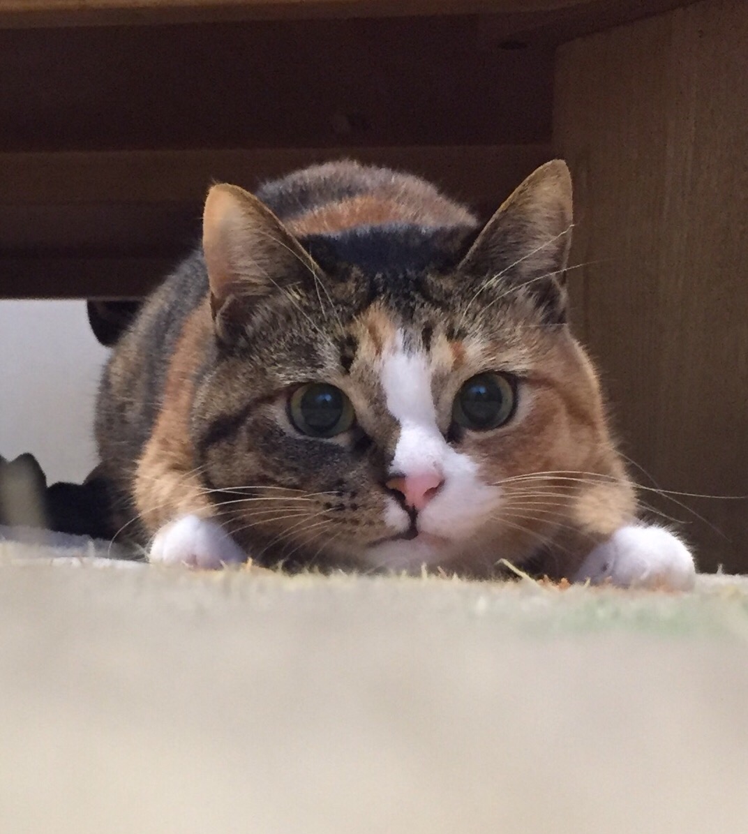 ♡シュウさま♡ シュウさまのウチの子記念日だった。 : 猫とお酒と日々のこと