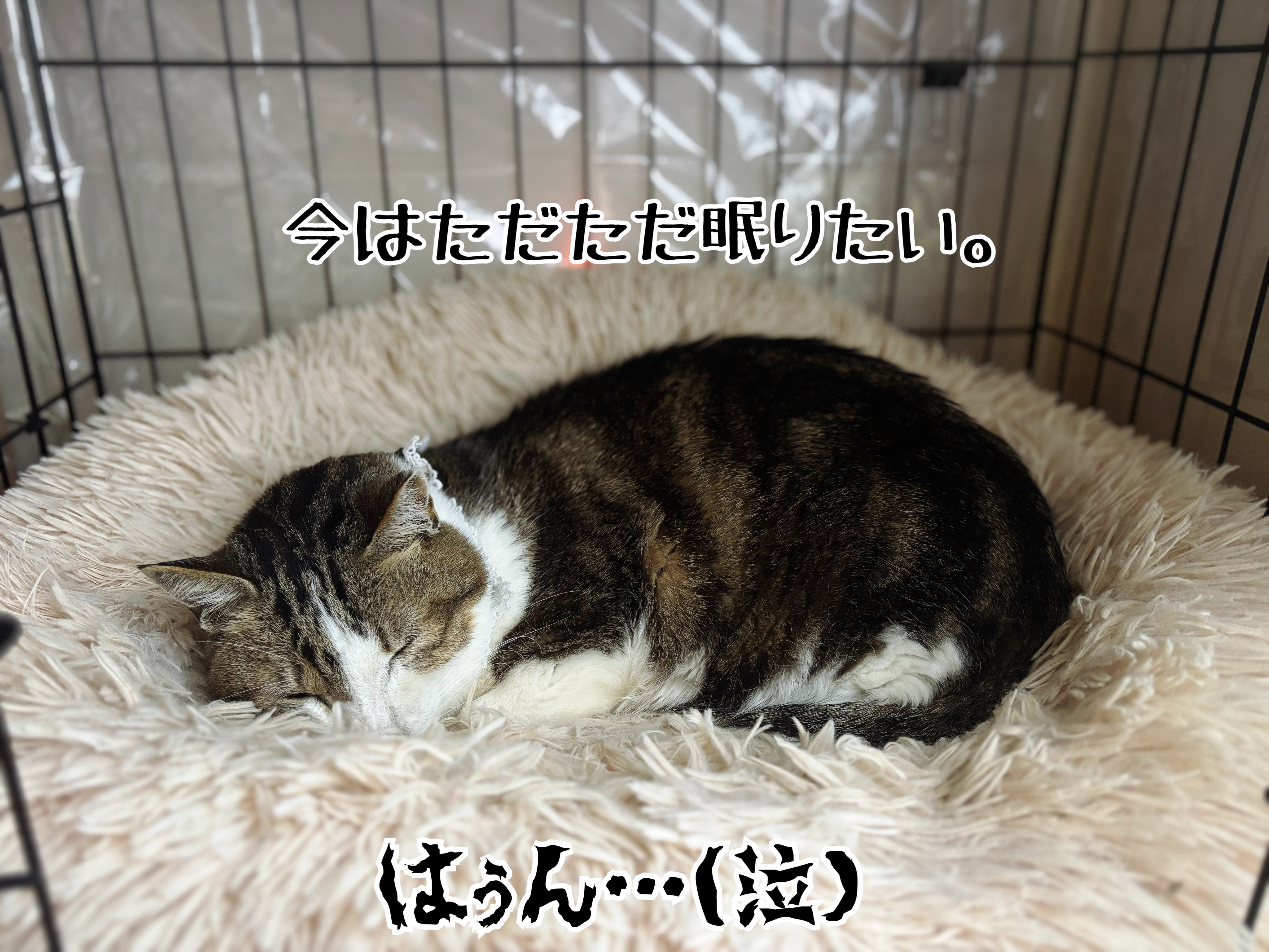 泣きたくなる日もある。 : 猫とお酒と日々のこと Powered by