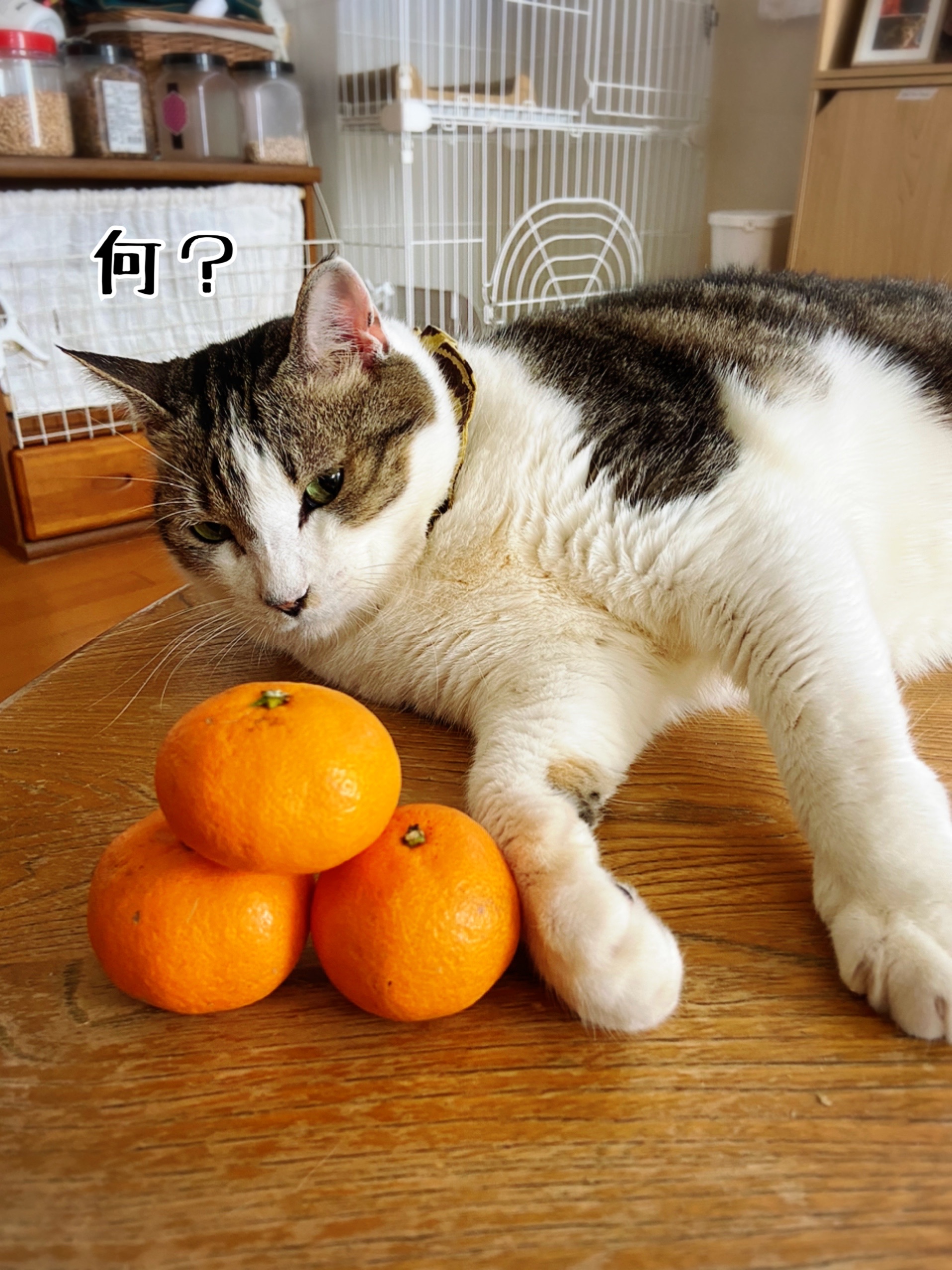みかん猫様 専用 Innergps Effectordev2 Ie みかん猫様 専用 Innergps Effectordev2 Ie
