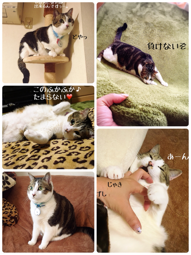 ♡シュウさま♡ シュウ様のウチの子記念日 : 猫とお酒と日々のこと Powered by