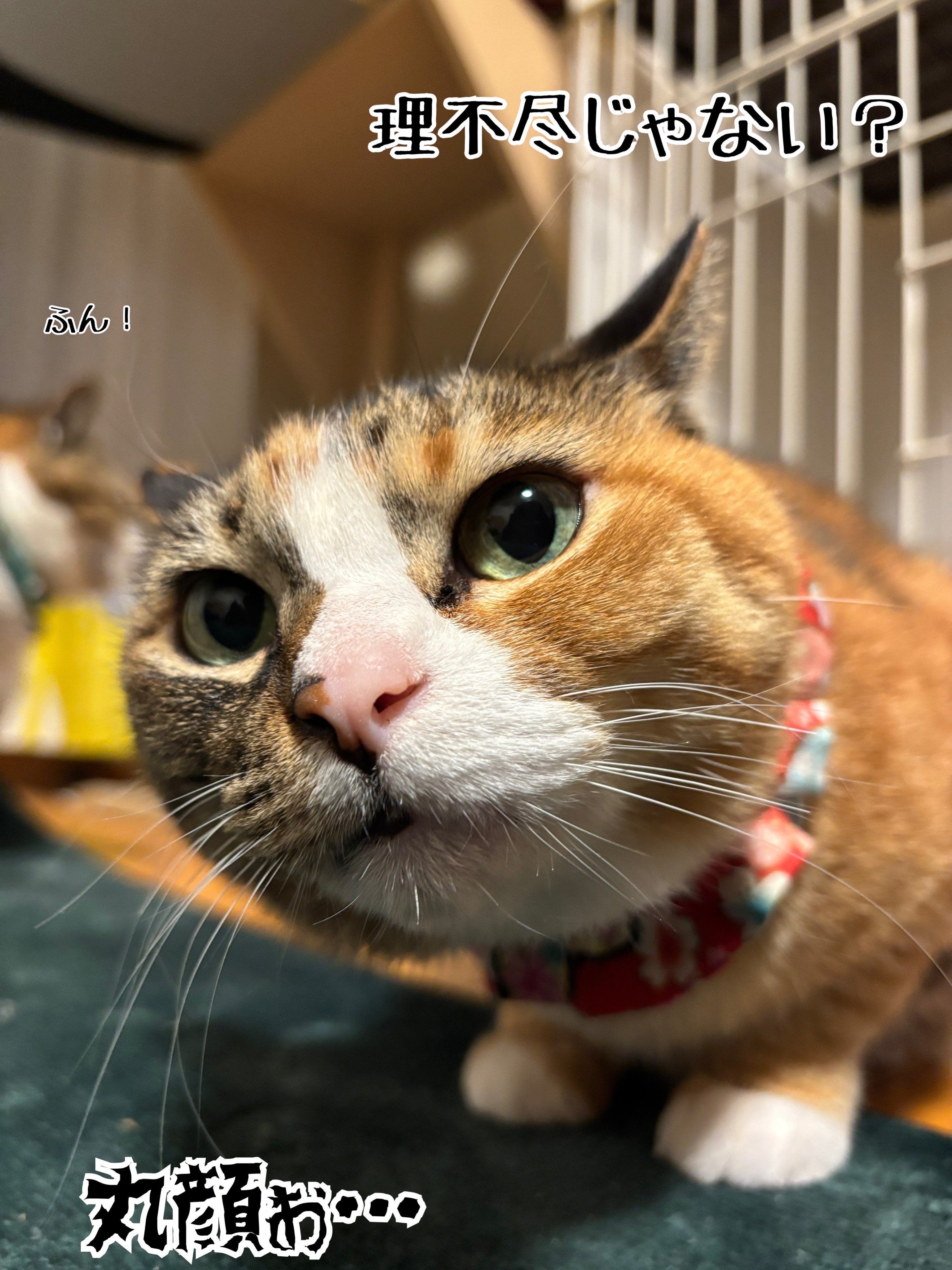 何年経っても分からない : 猫とお酒と日々のこと Powered by