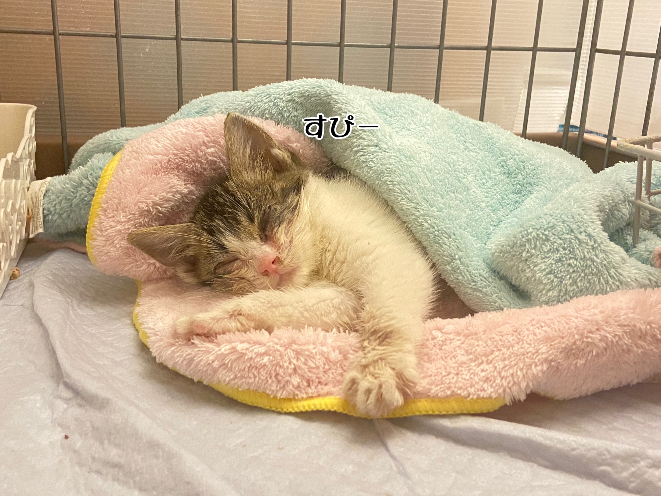 ぐしゅ子のお名前と来し方 猫とお酒と日々のこと Powered By ライブドアブログ
