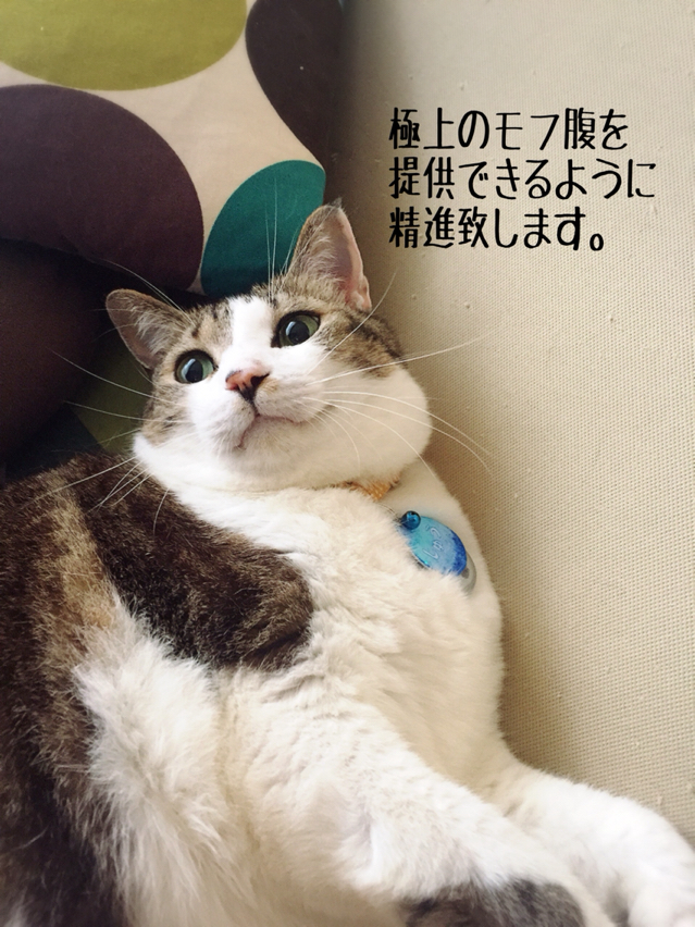 シュウ様のウチの子記念日 : 猫とお酒と日々のこと Powered by