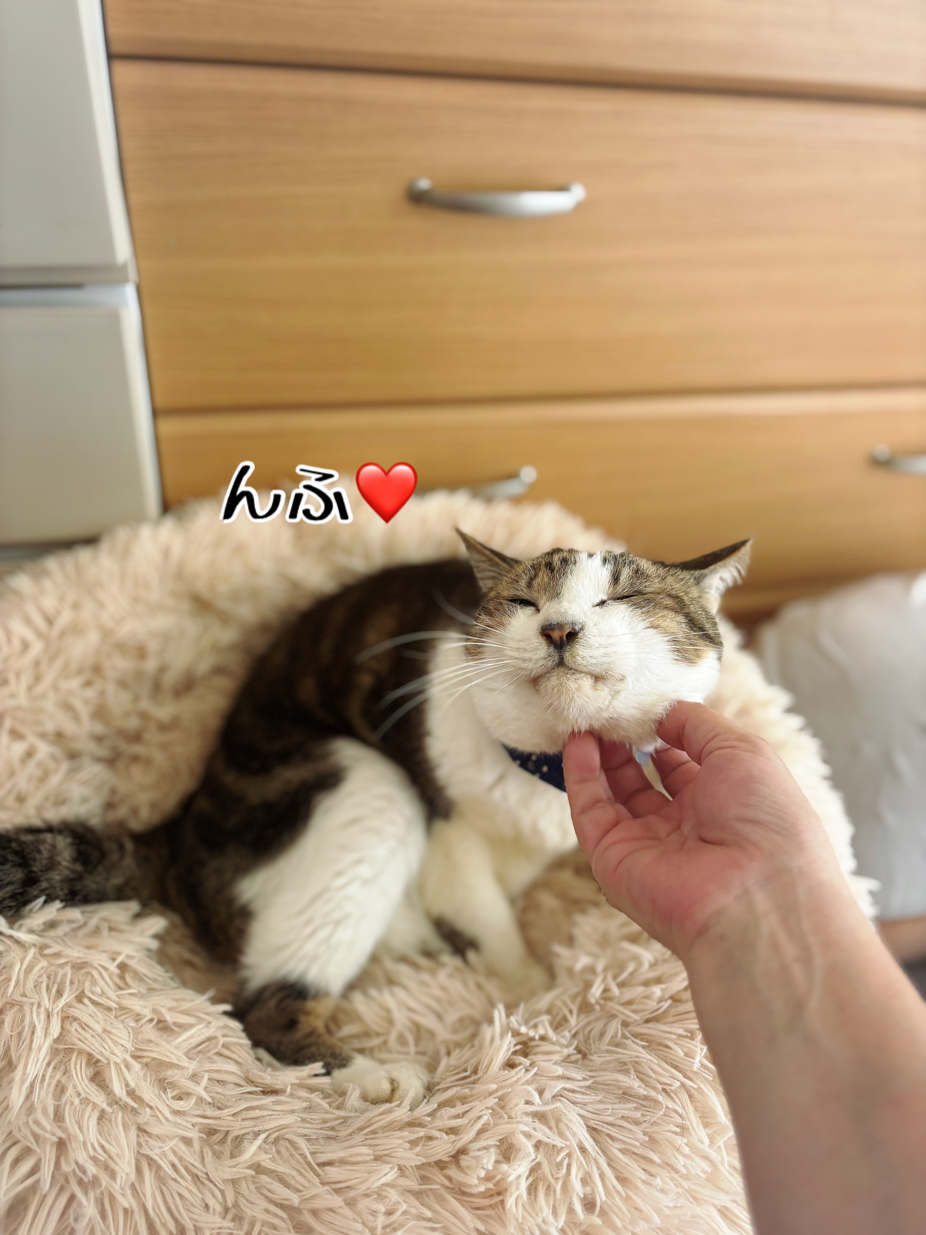 ♡シュウさま♡ シュウさまのウチの子記念日だった。 : 猫とお酒と日々のこと