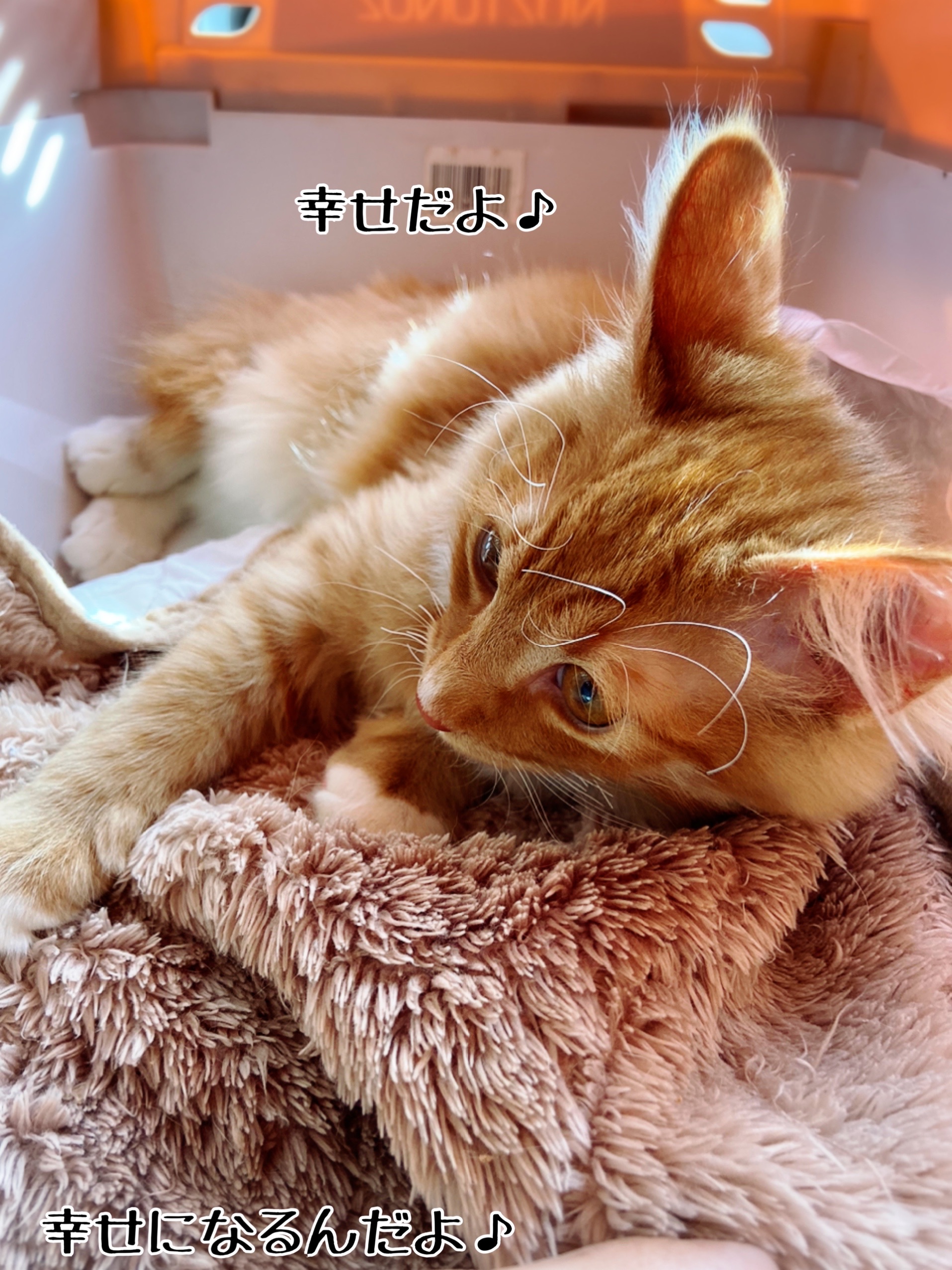 ぷるのお届けでした 猫とお酒と日々のこと Powered By ライブドアブログ