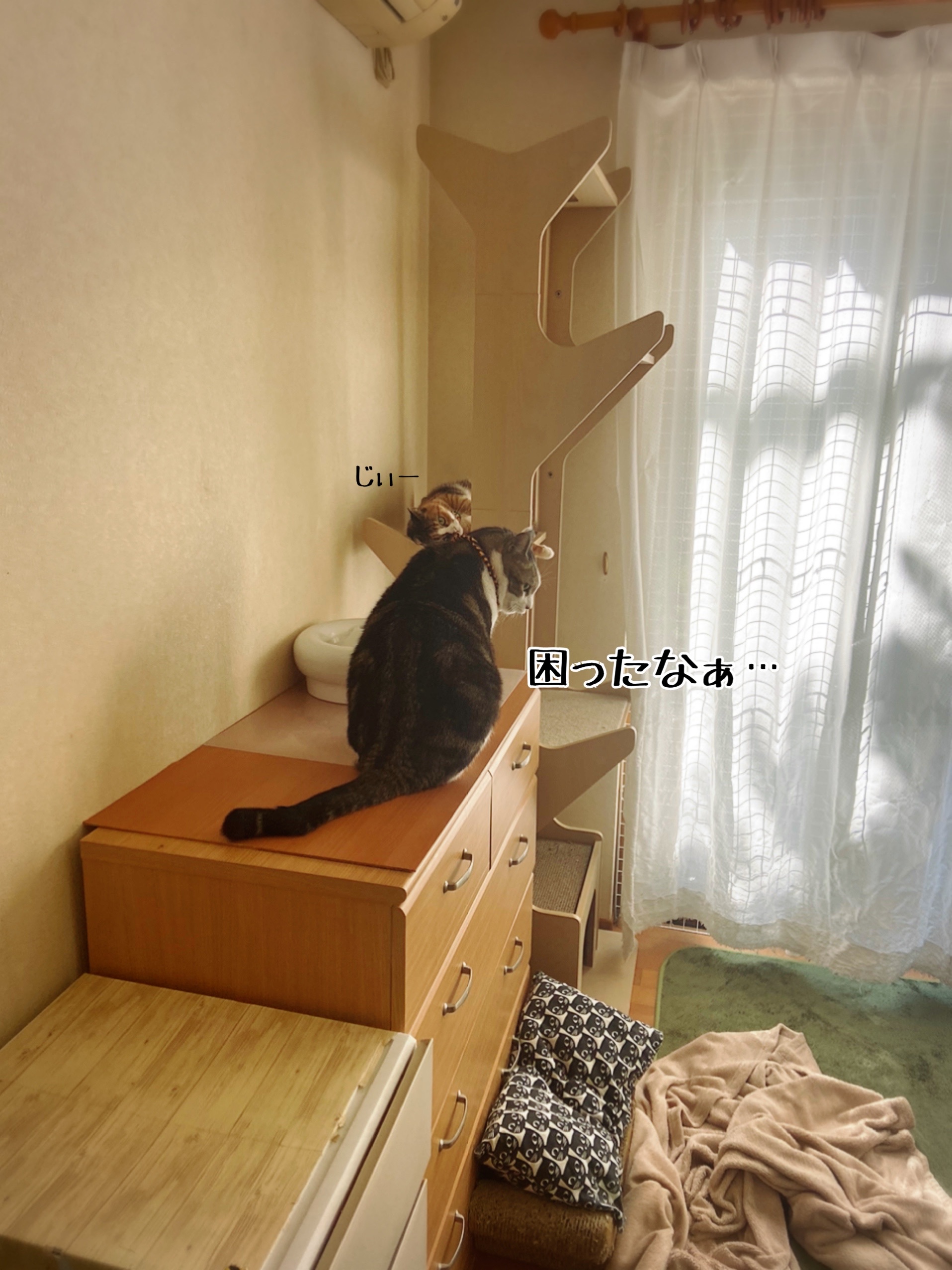 サバンナの光景 飲めない水 猫とお酒と日々のこと Powered By ライブドアブログ