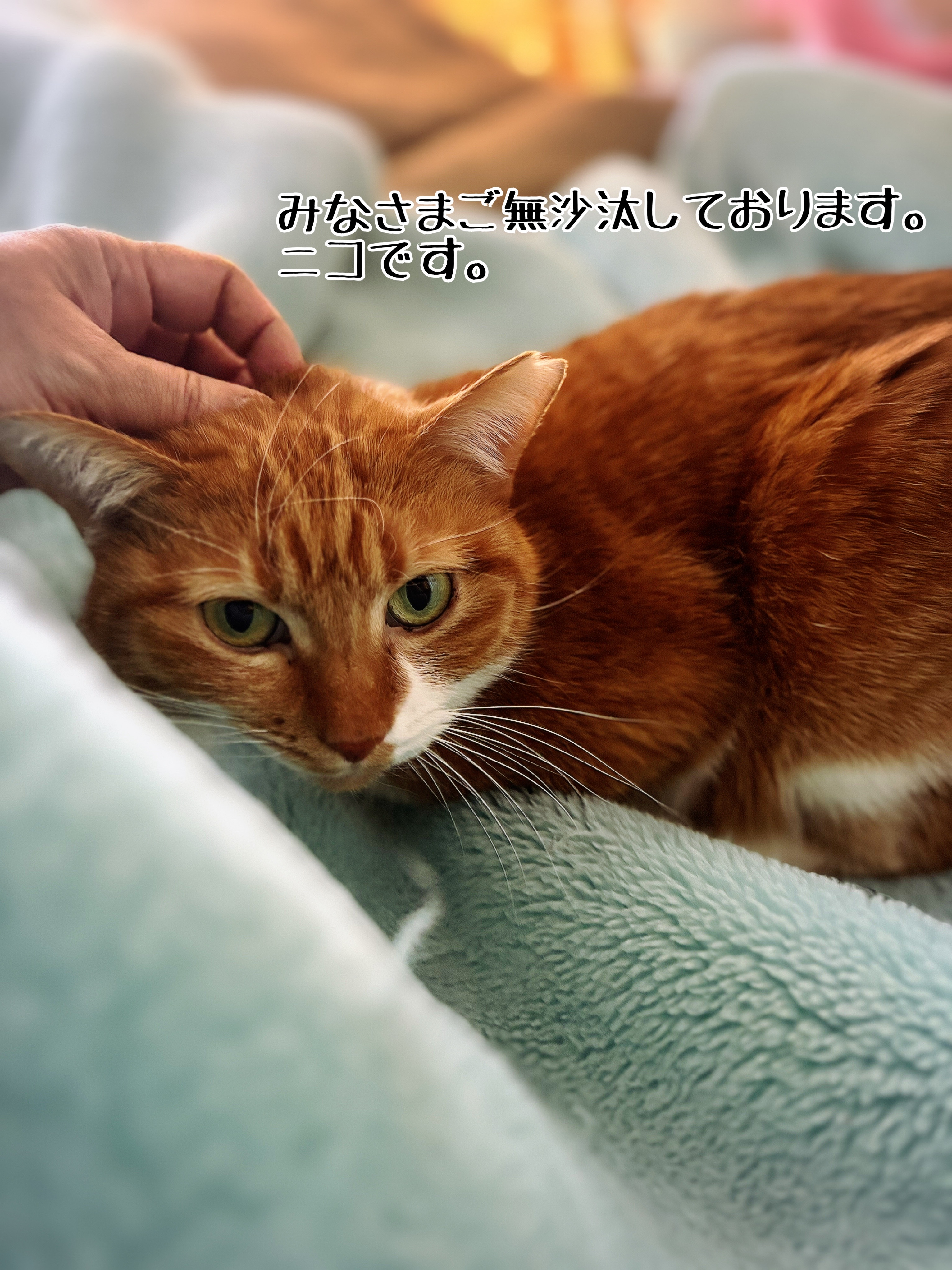 保護猫 捕獲器の布カバー （楽天市場】【2日間限定10%OFFクーポン☆3 