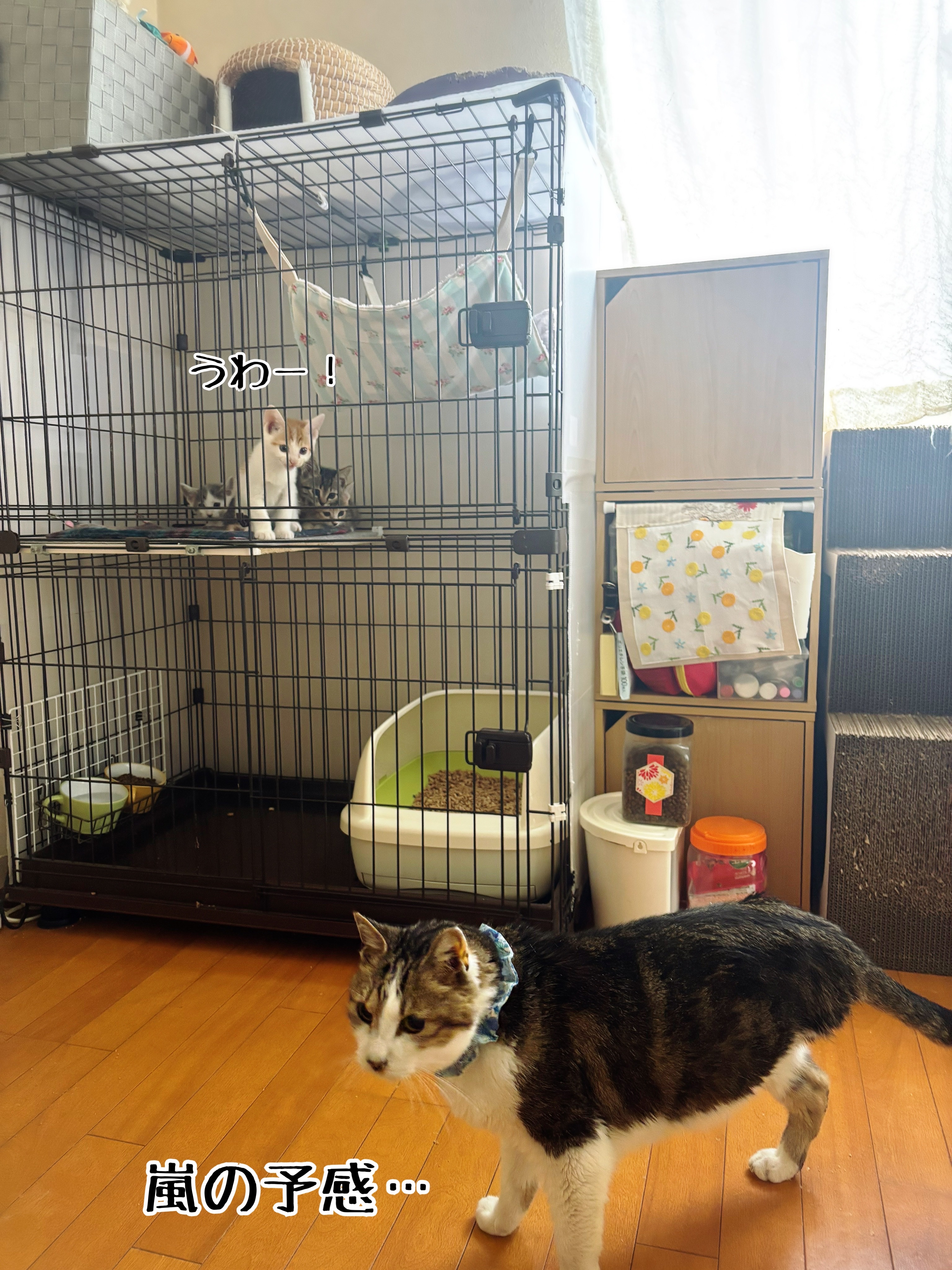 初対面のオトナ猫さま達の反応 : 猫とお酒と日々のこと Powered by