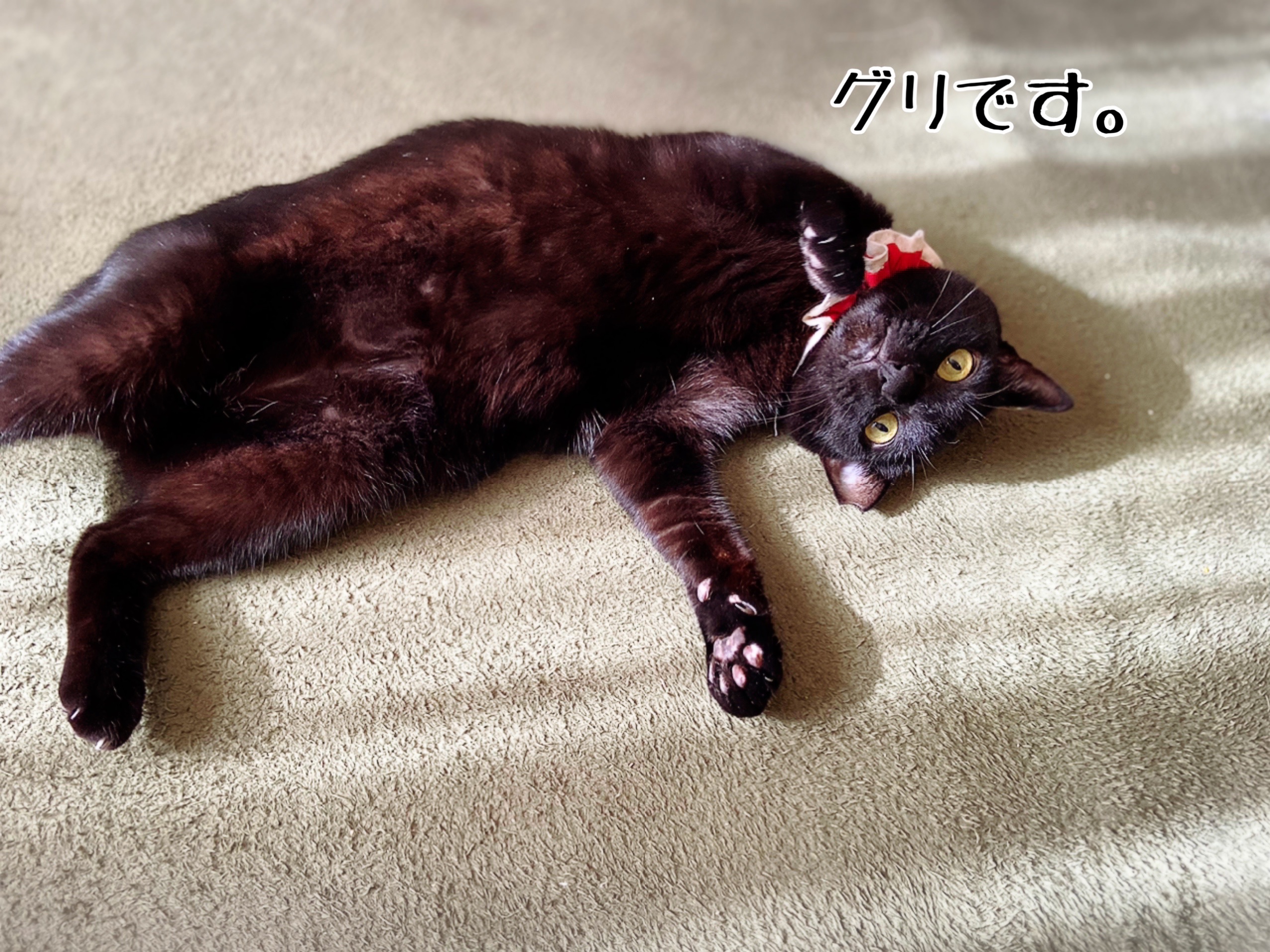 古今東西 黒猫伝説 グリくん 猫とお酒と日々のこと Powered By ライブドアブログ 古今東西 黒猫伝説 グリくん 猫とお酒と日々のこと Powered By ライブドアブログ