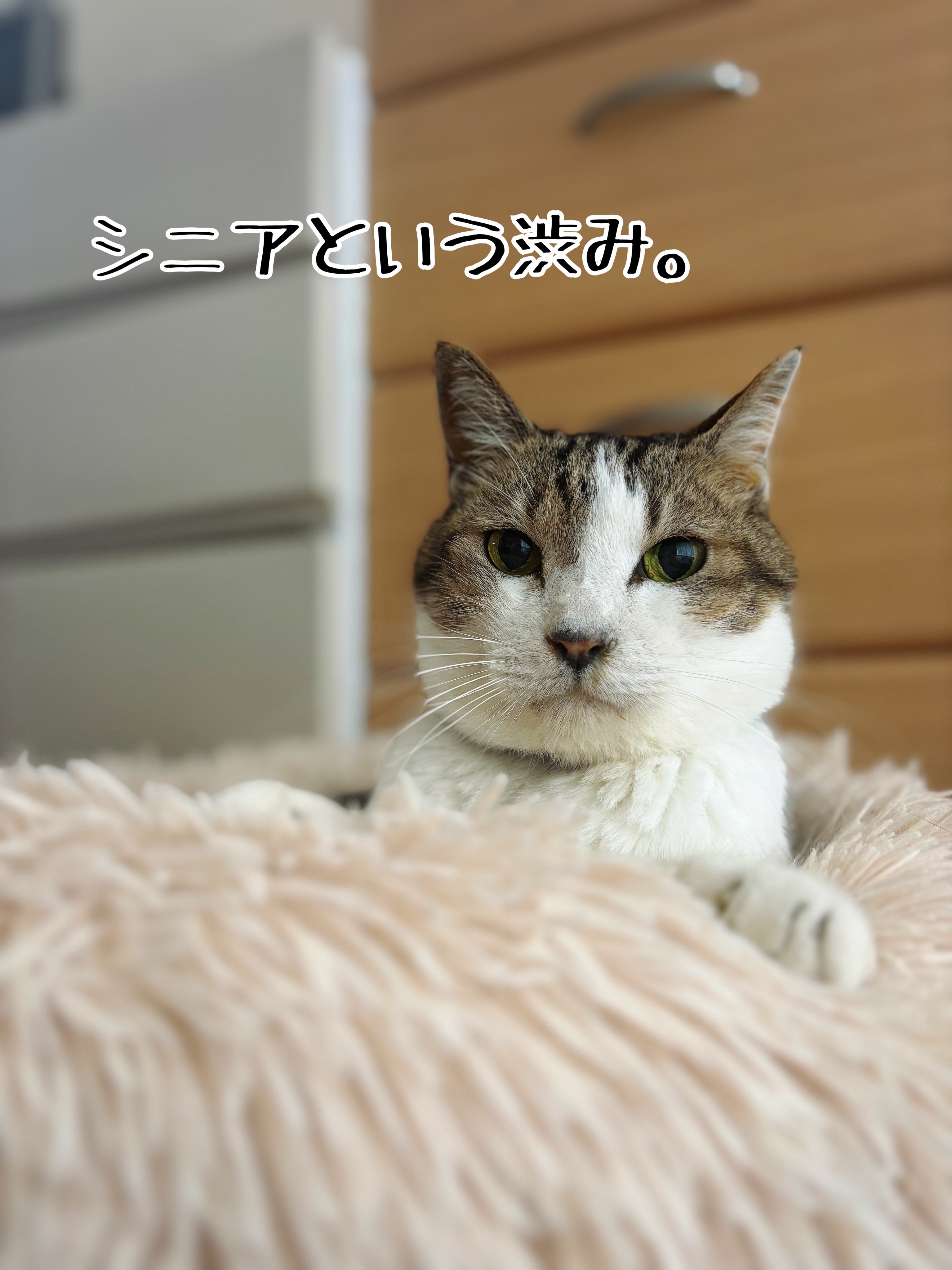 ♡シュウさま♡ シュウさまのウチの子記念日だった。 : 猫とお酒と日々のこと