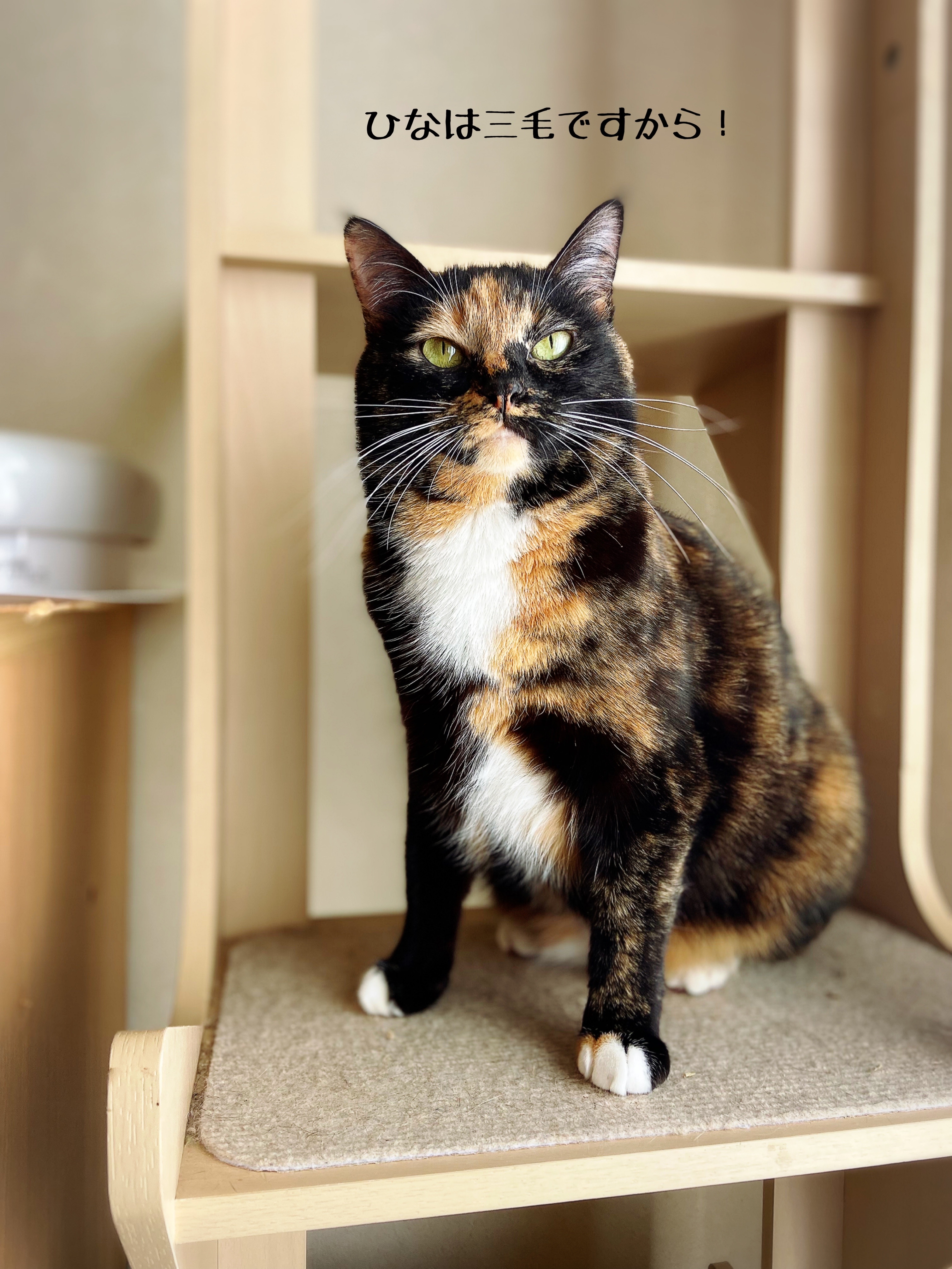 ひなちゃんの柄を楽しむ会 : 猫とお酒と日々のこと Powered by