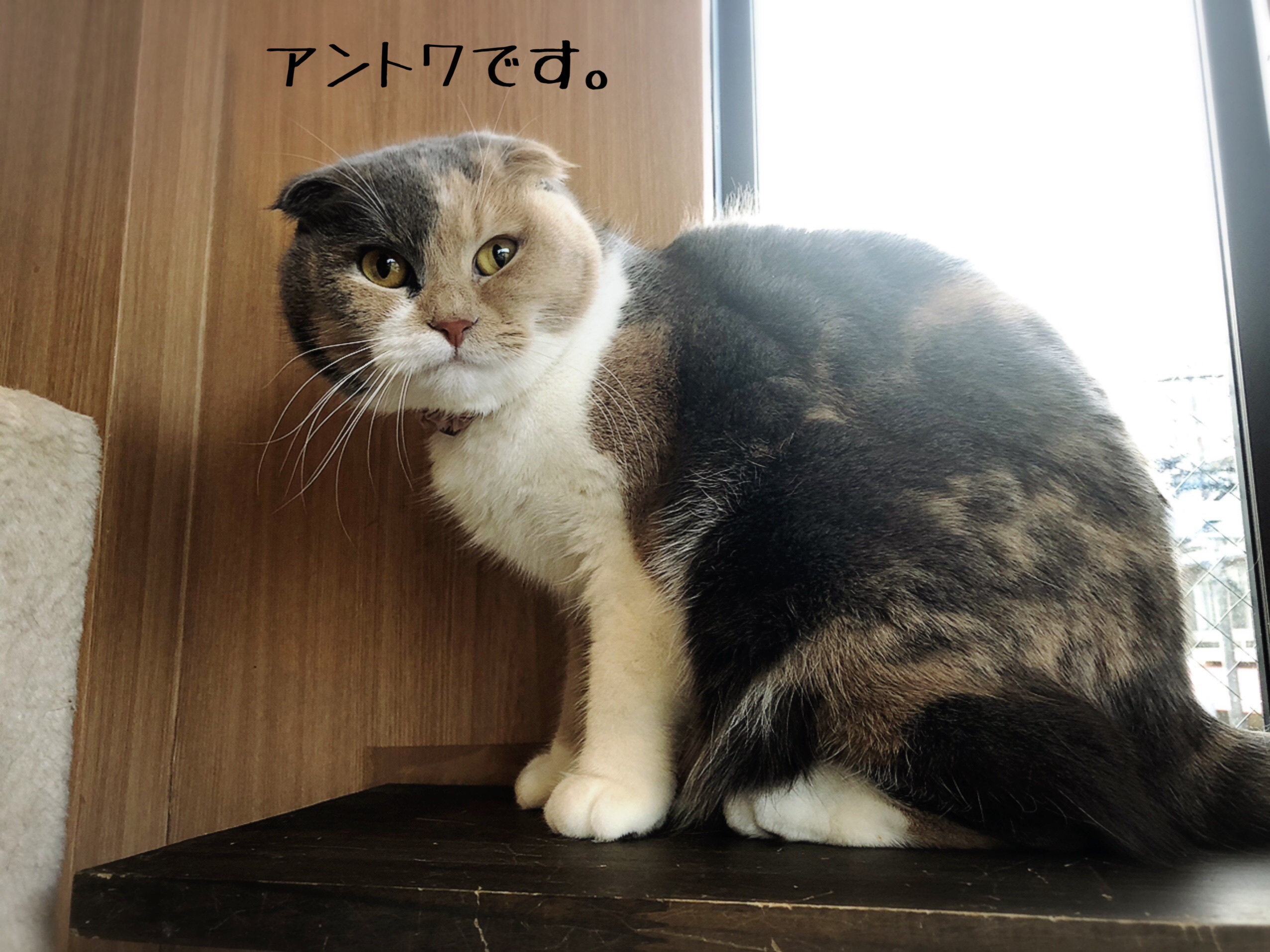 スコティッシュ マンチカンを買う 飼う 前に知っておいて欲しいこと 猫とお酒と日々のこと Powered By ライブドアブログ スコティッシュ マンチカンを買う 飼う 前に知っておいて欲しいこと 猫とお酒と日々のこと Powered By ライブドアブログ