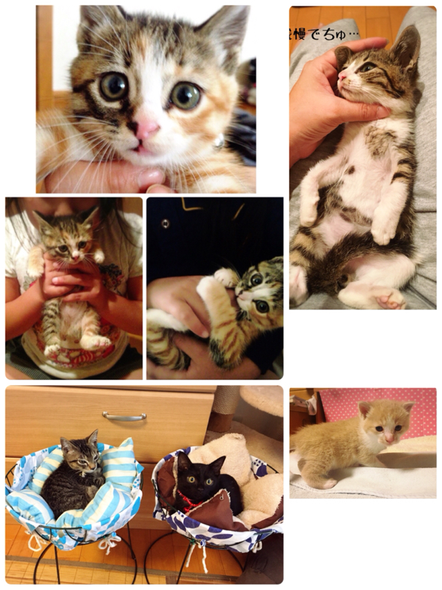 シュウ様のウチの子記念日 : 猫とお酒と日々のこと Powered by