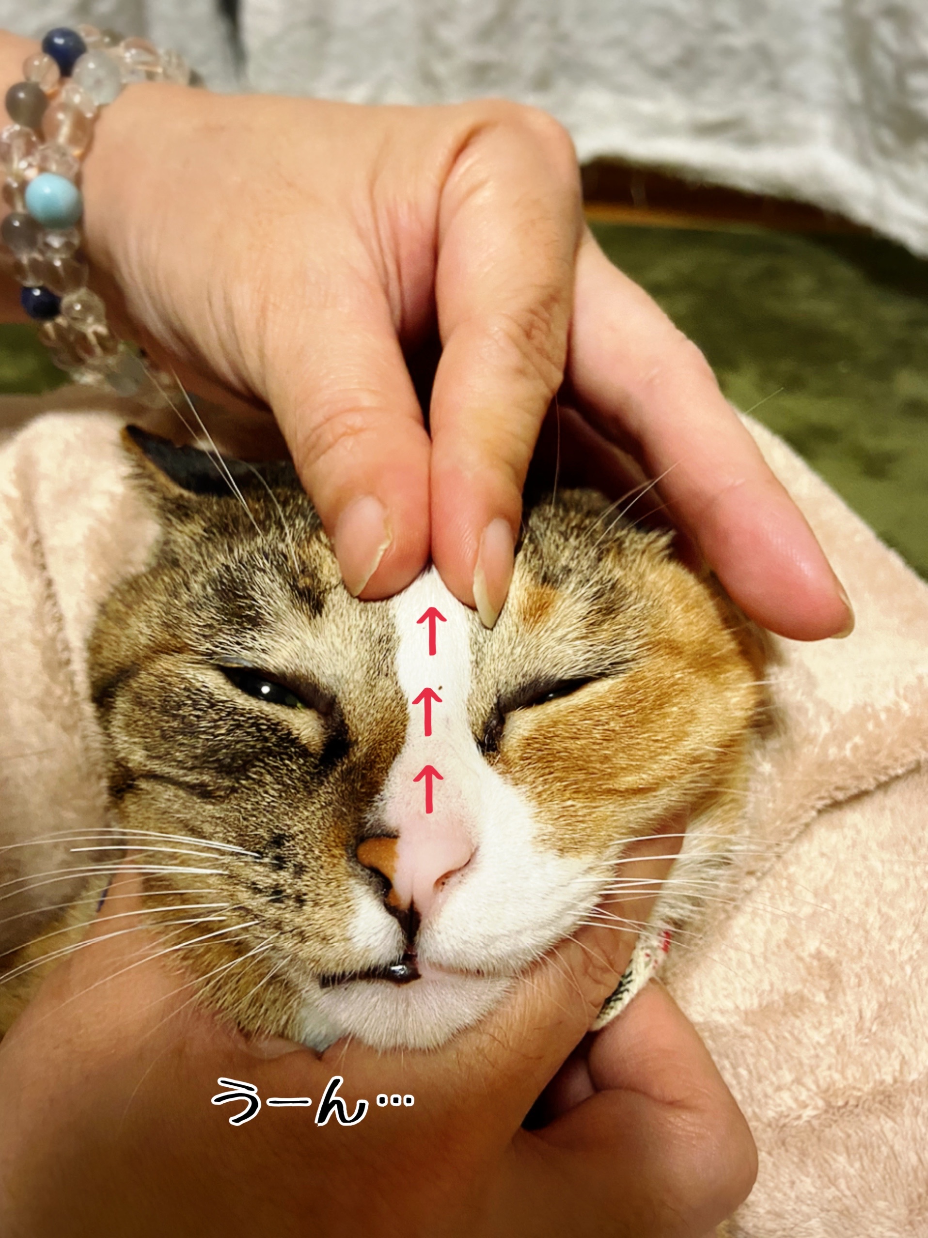 猫さまの涙詰まり 鼻詰まりに効くらしいマッサージ 猫とお酒と日々のこと Powered By ライブドアブログ 猫さまの涙詰まり 鼻詰まりに効くらしいマッサージ 猫とお酒と日々のこと Powered By ライブドアブログ