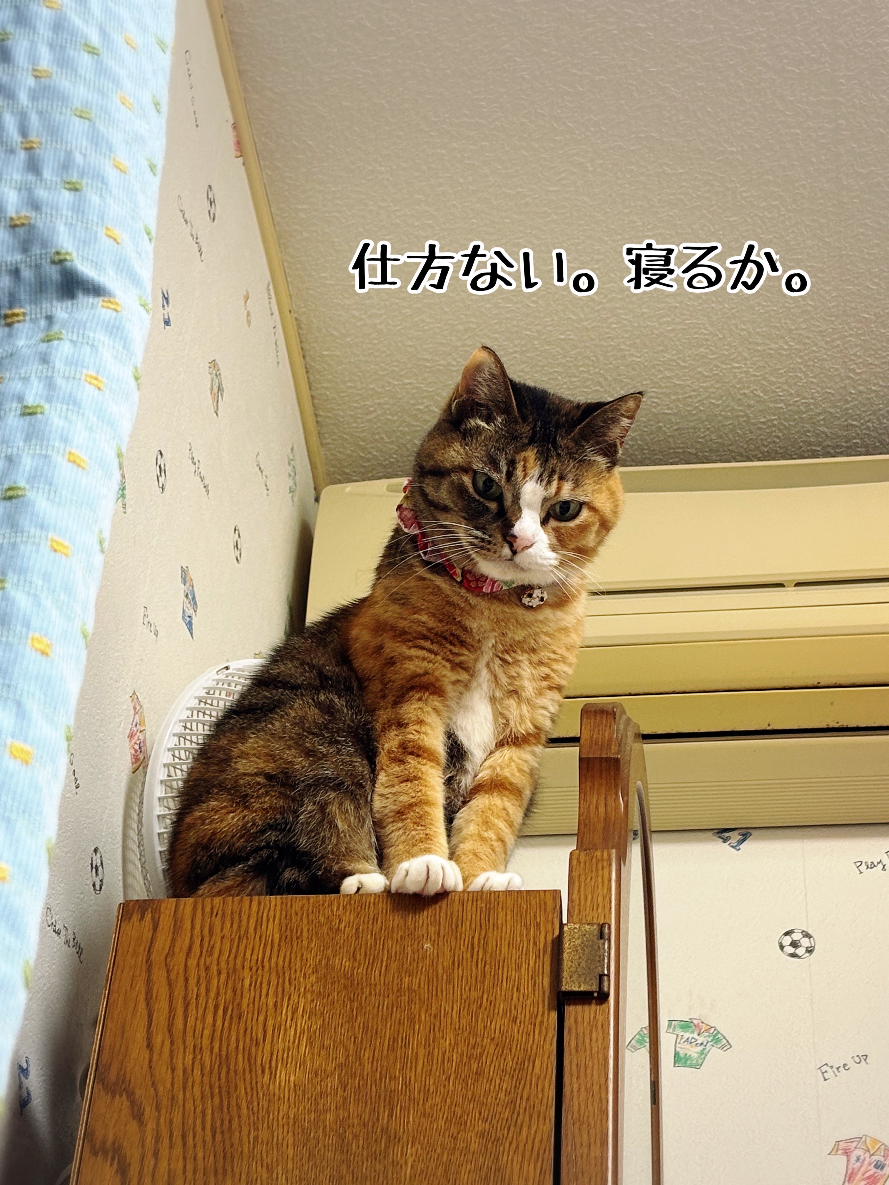上から猫さま。 : 猫とお酒と日々のこと Powered by ライブドアブログ