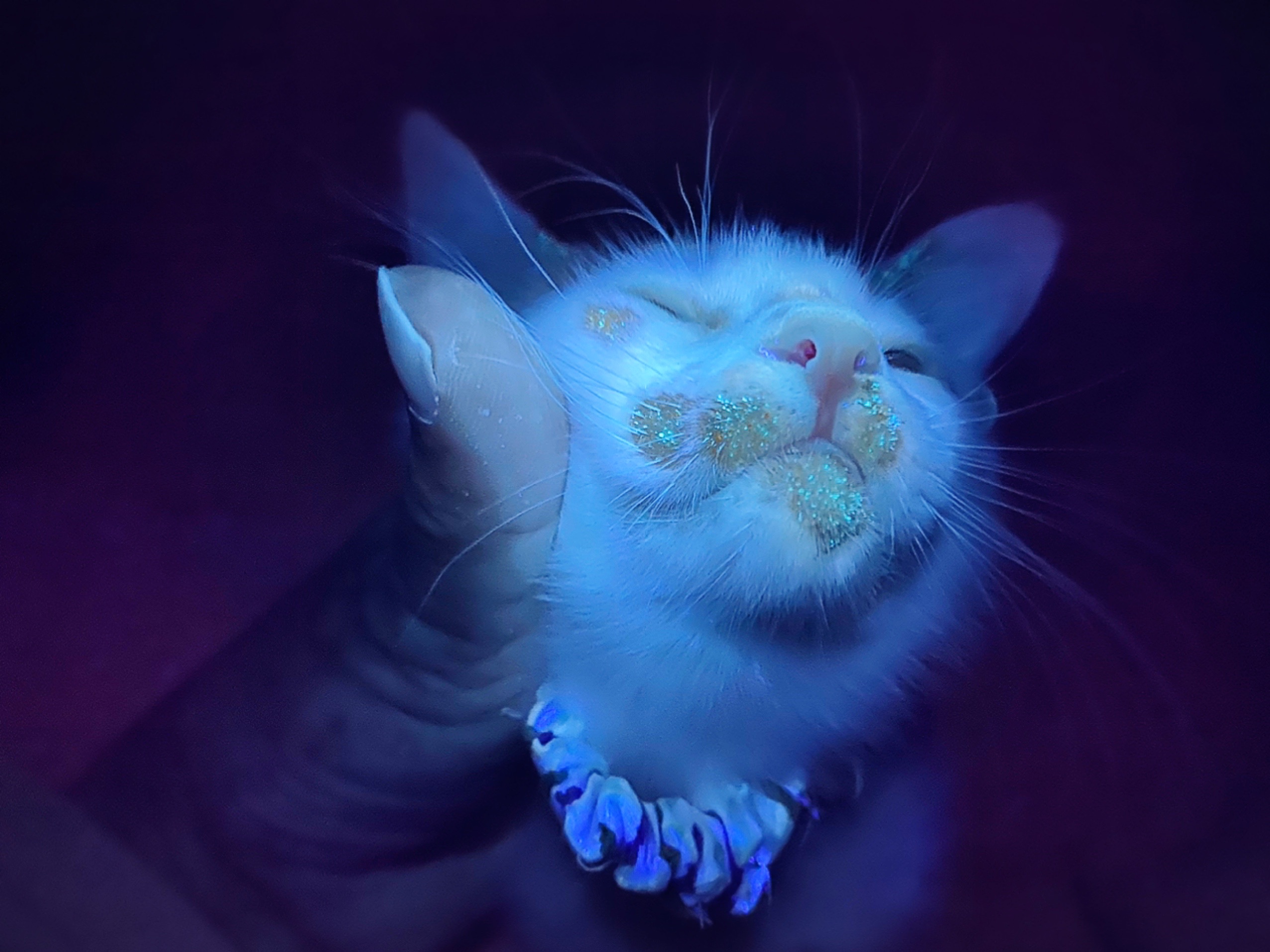 見たくなかったモノが見えちゃう魔法のライト 猫とお酒と日々のこと Powered By ライブドアブログ 見たくなかったモノが見えちゃう魔法のライト 猫とお酒と日々のこと Powered By ライブドアブログ