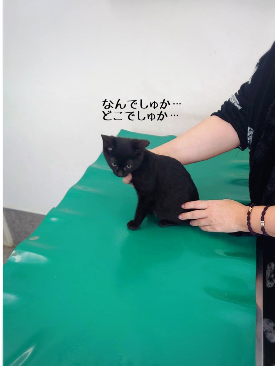 音楽さん達と病院へ 静かで大人しい子猫 猫とお酒と日々のこと Powered By ライブドアブログ