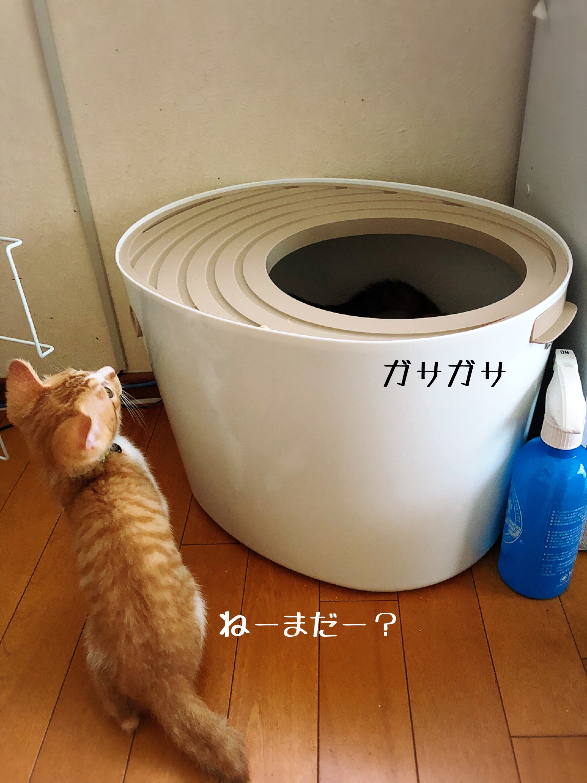 螺旋菌 桿菌 猫とお酒と日々のこと Powered By ライブドアブログ