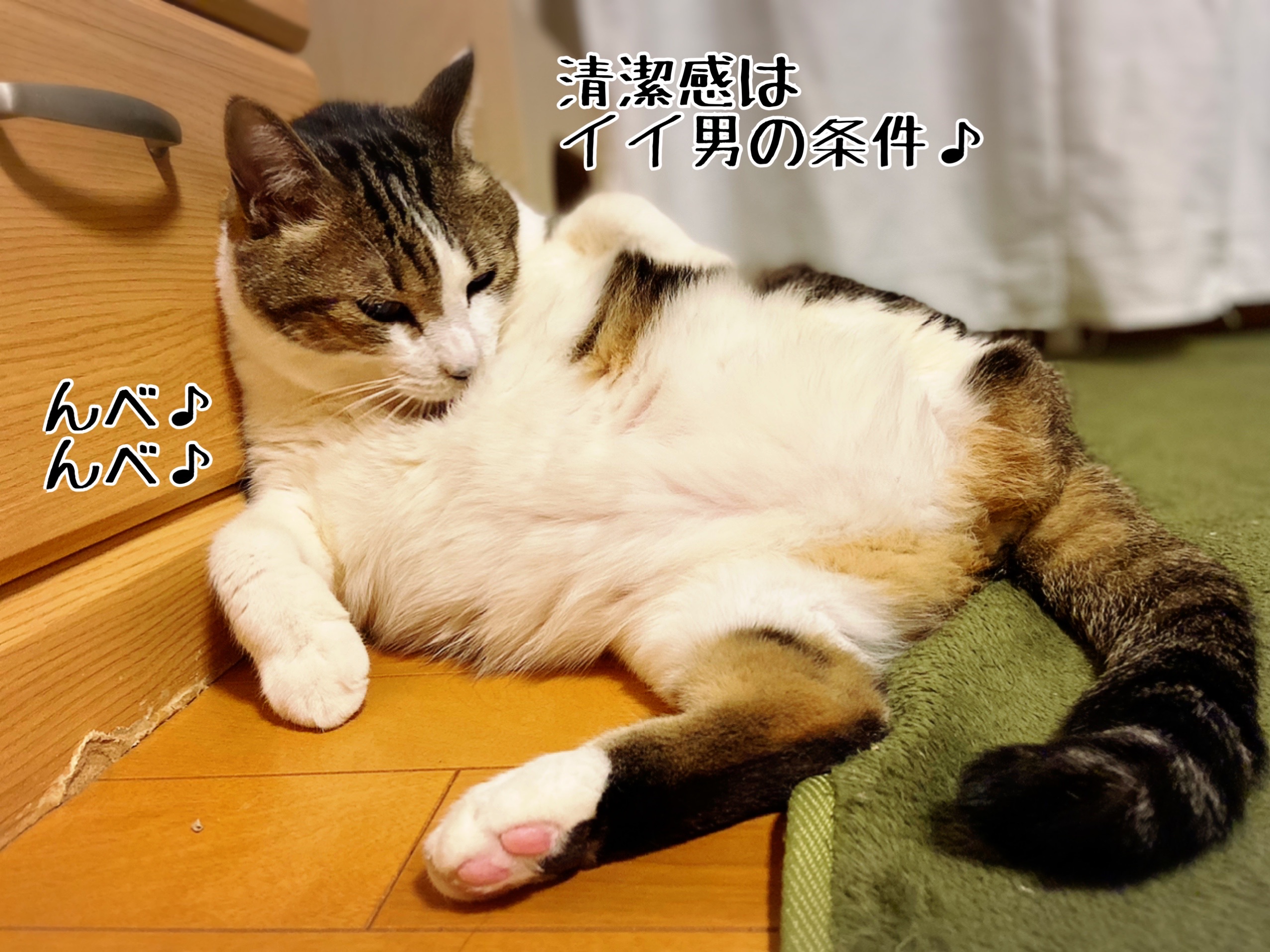 子猫専用おしっぽ : 猫とお酒と日々のこと Powered by ライブドアブログ