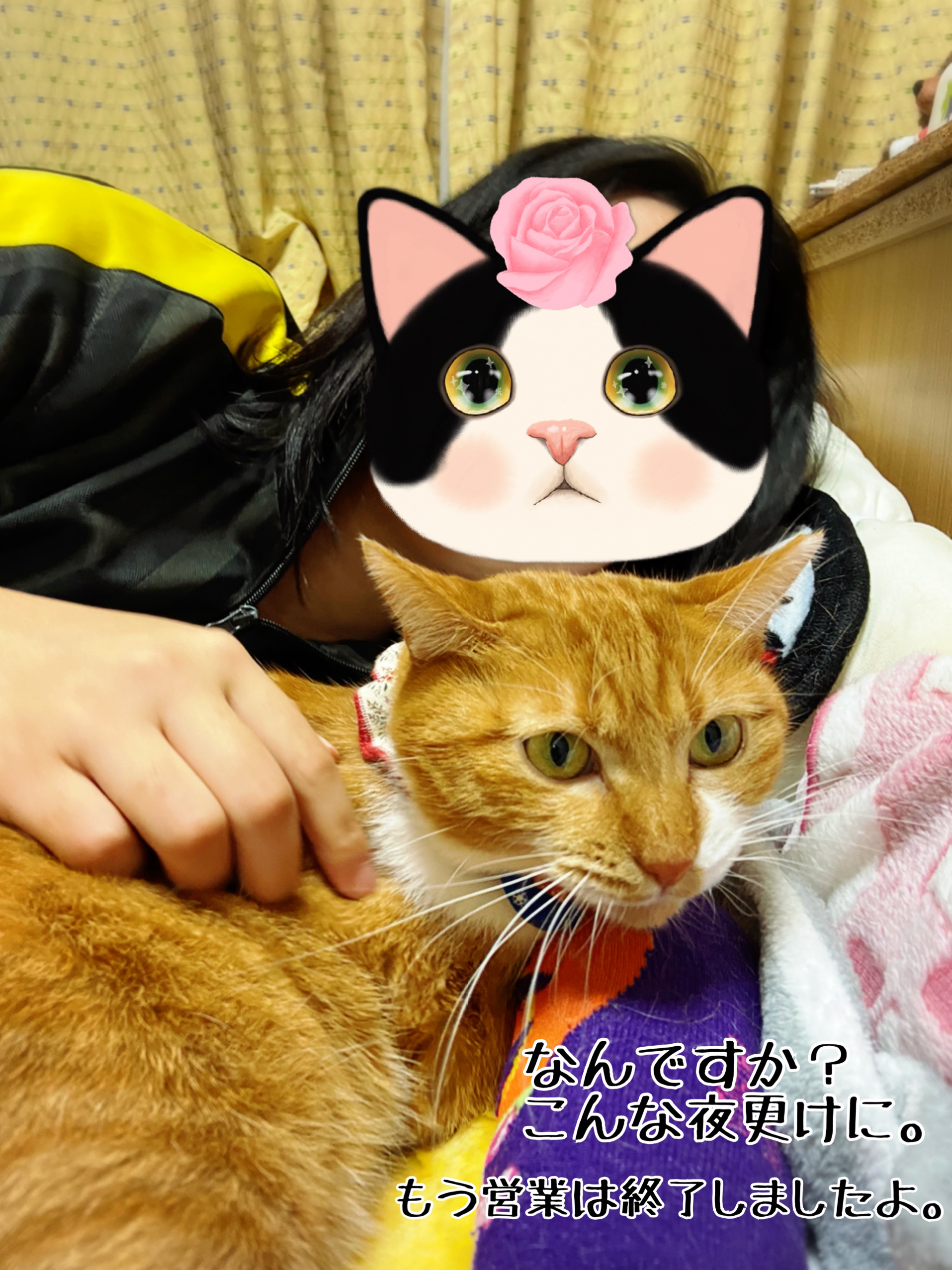 おっとりニコちゃんの猫が変わる時 猫とお酒と日々のこと Powered By ライブドアブログ