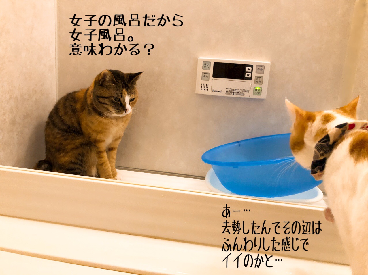 そしてこの顔である 猫とお酒と日々のこと Powered By ライブドアブログ