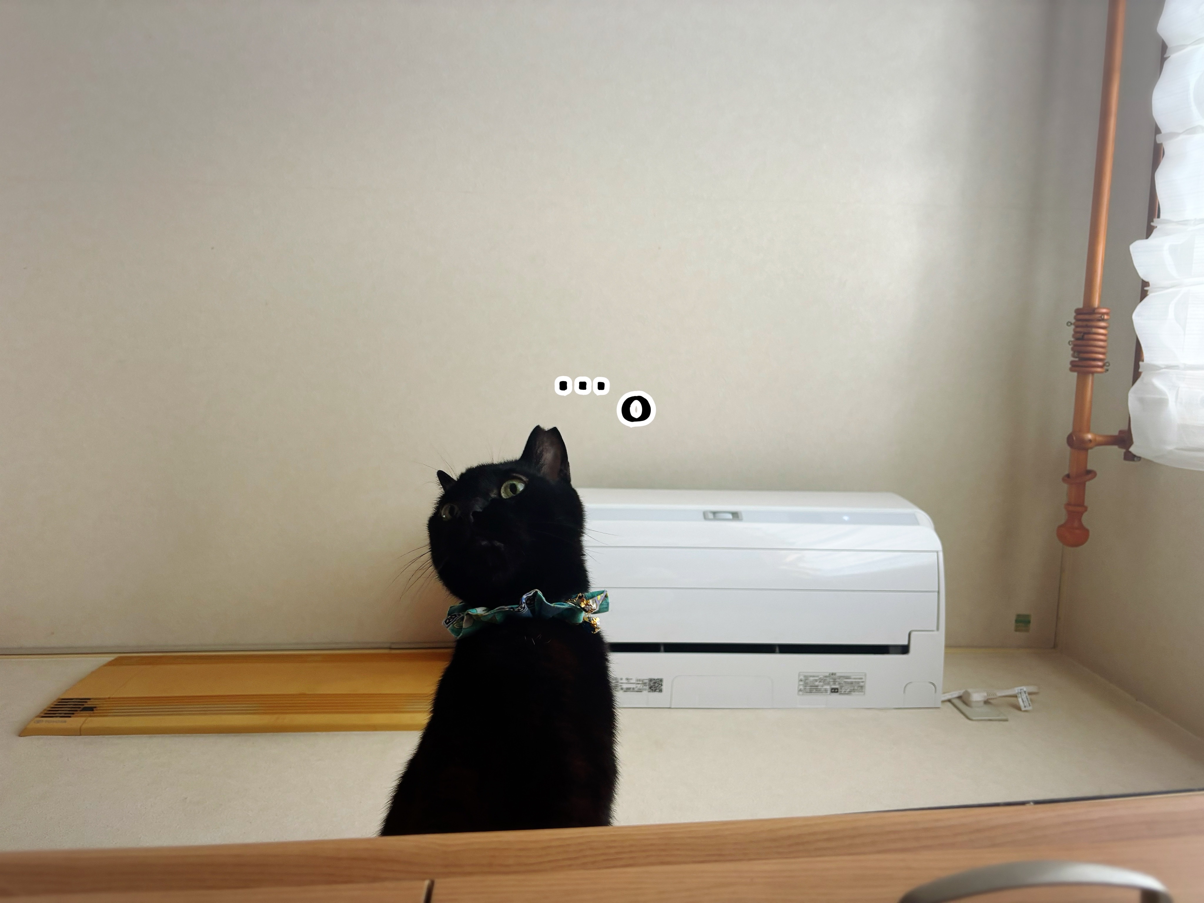 上から猫さま。 : 猫とお酒と日々のこと Powered by ライブドアブログ