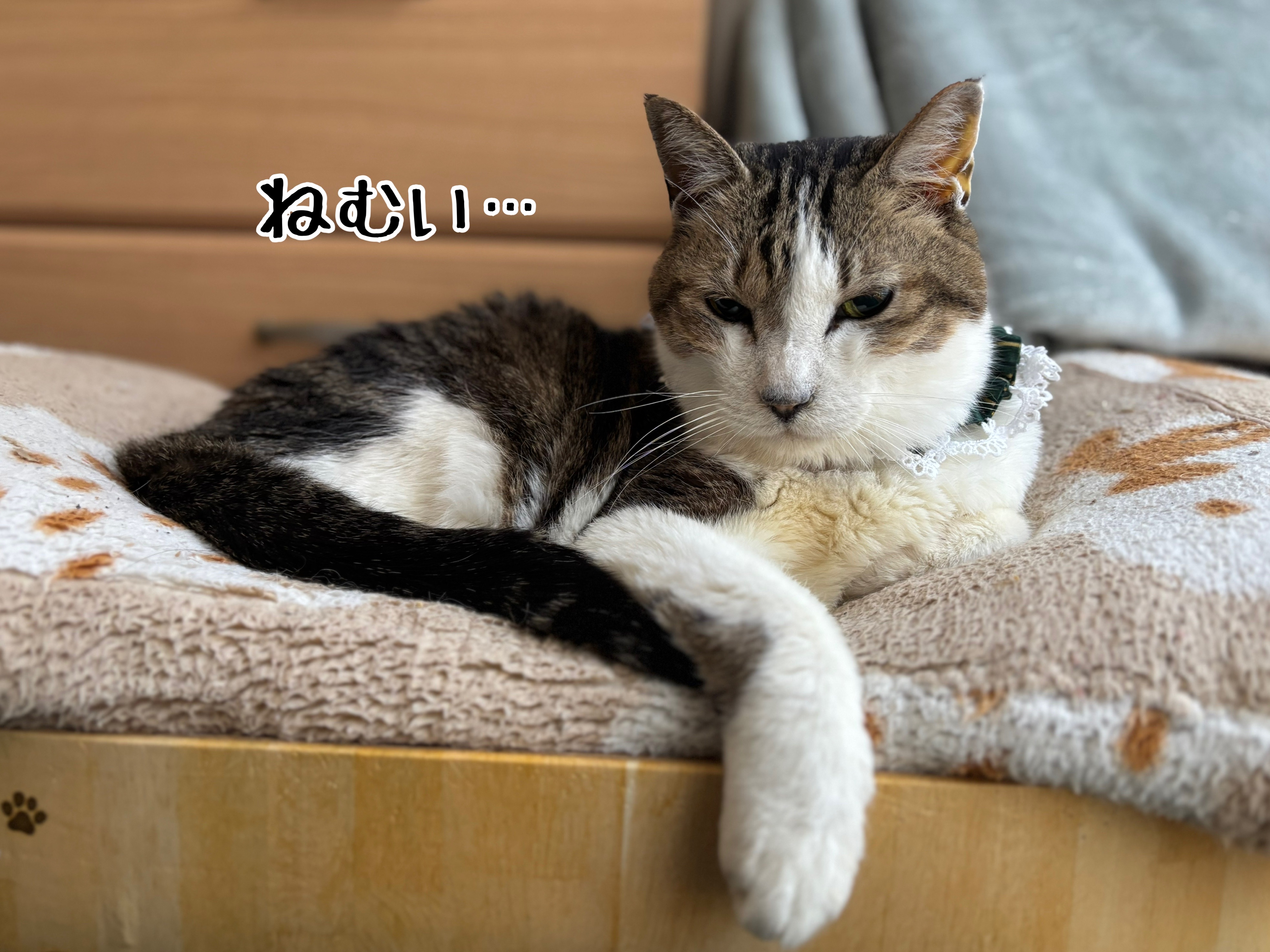 2025年のシュウさま。 : 猫とお酒と日々のこと Powered by ライブドア 