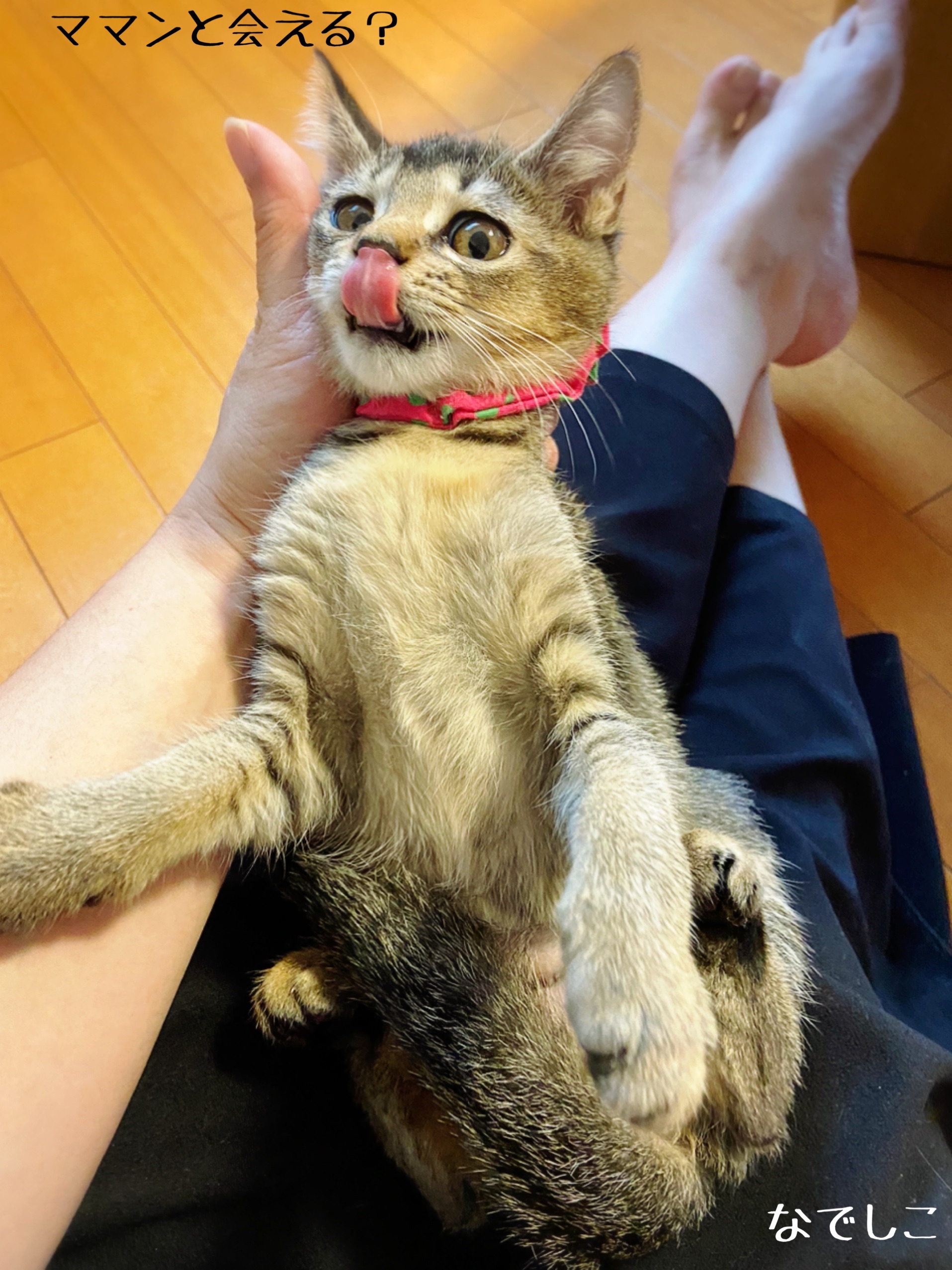 不妊手術第二陣6にゃん無事帰宅 猫とお酒と日々のこと Powered By ライブドアブログ 不妊手術第二陣6にゃん無事帰宅 猫とお酒と日々のこと Powered By ライブドアブログ