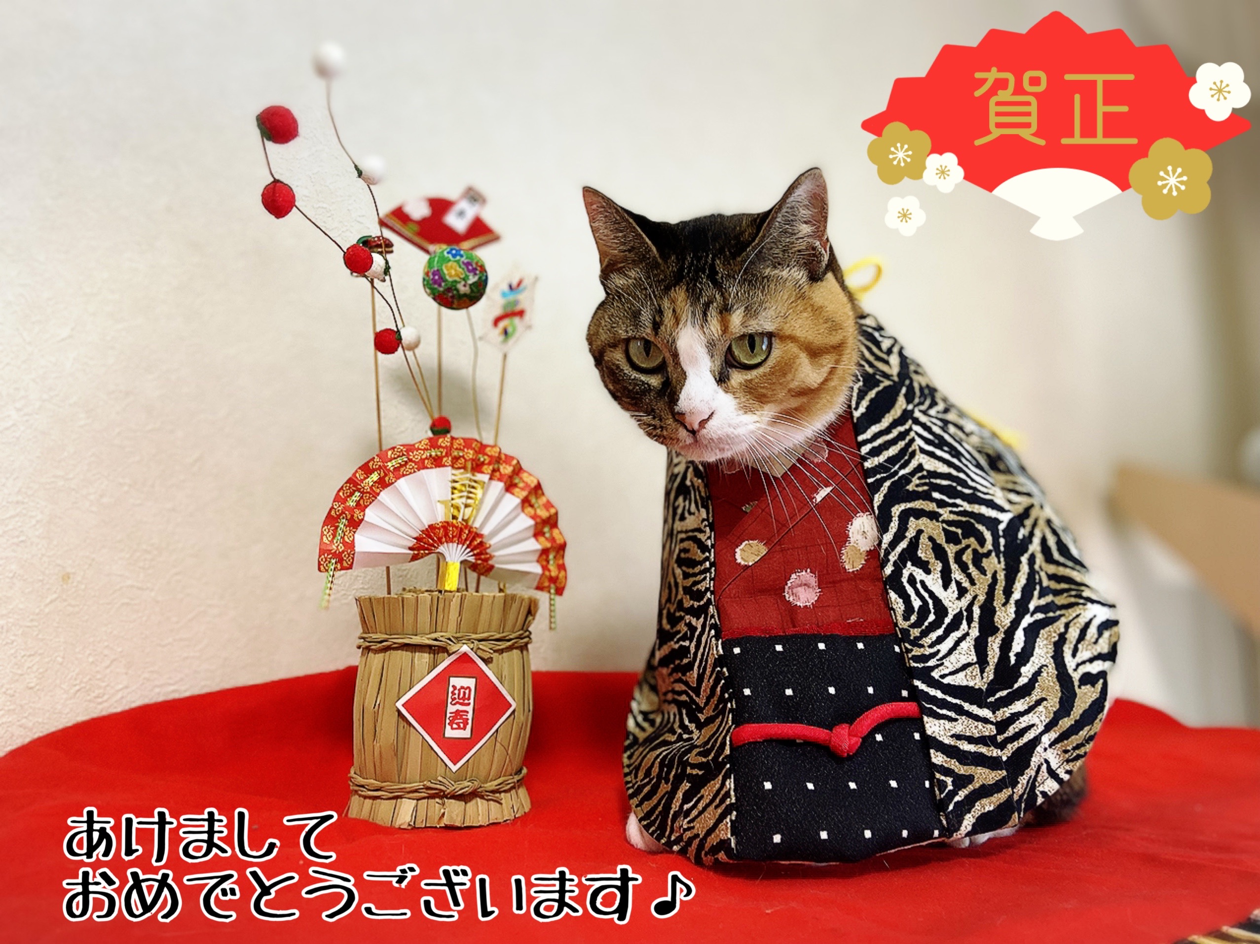 あけましておめでとうございます 猫とお酒と日々のこと Powered By ライブドアブログ