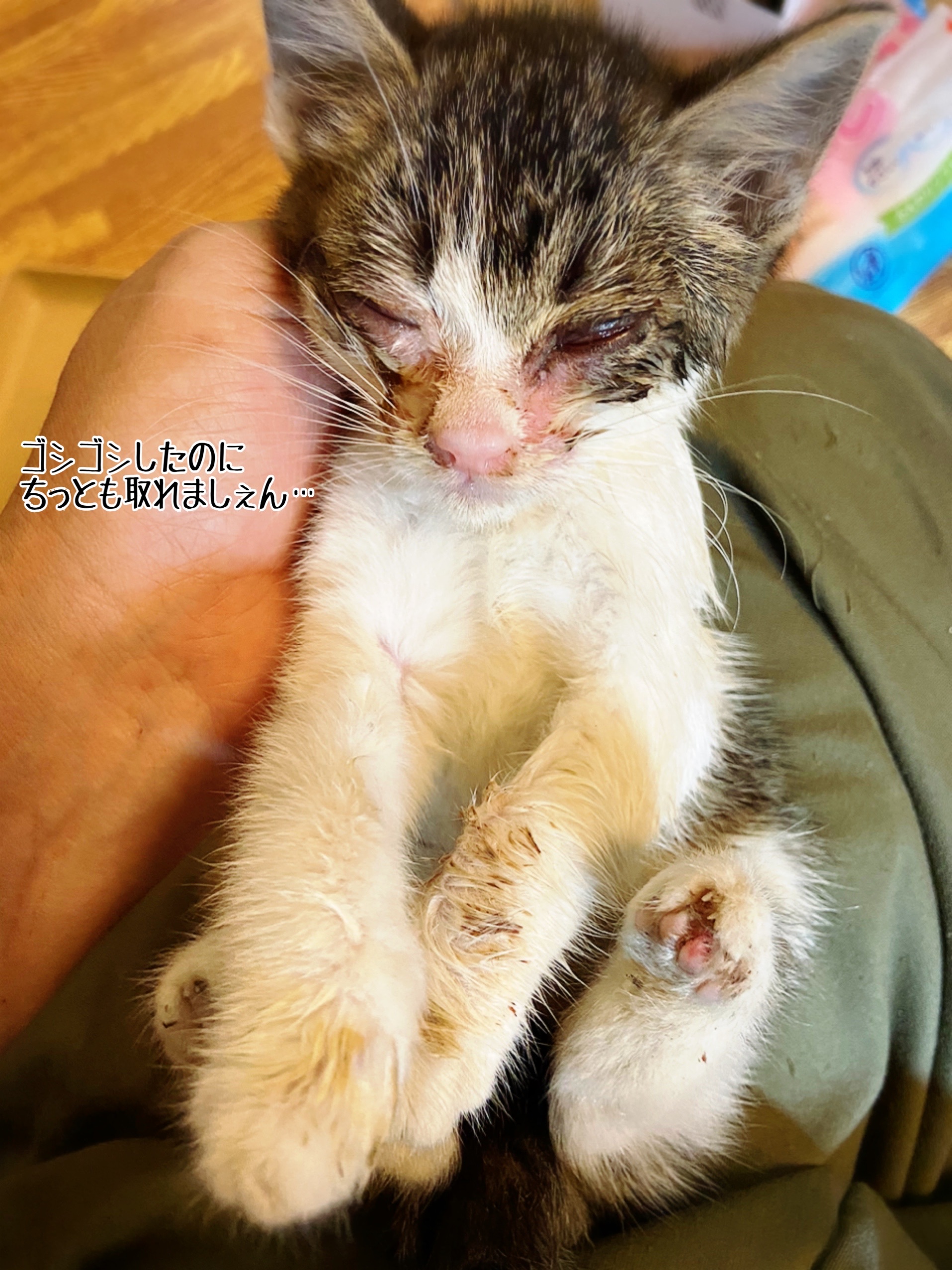 ぐしゅ子のお名前と来し方 猫とお酒と日々のこと Powered By ライブドアブログ