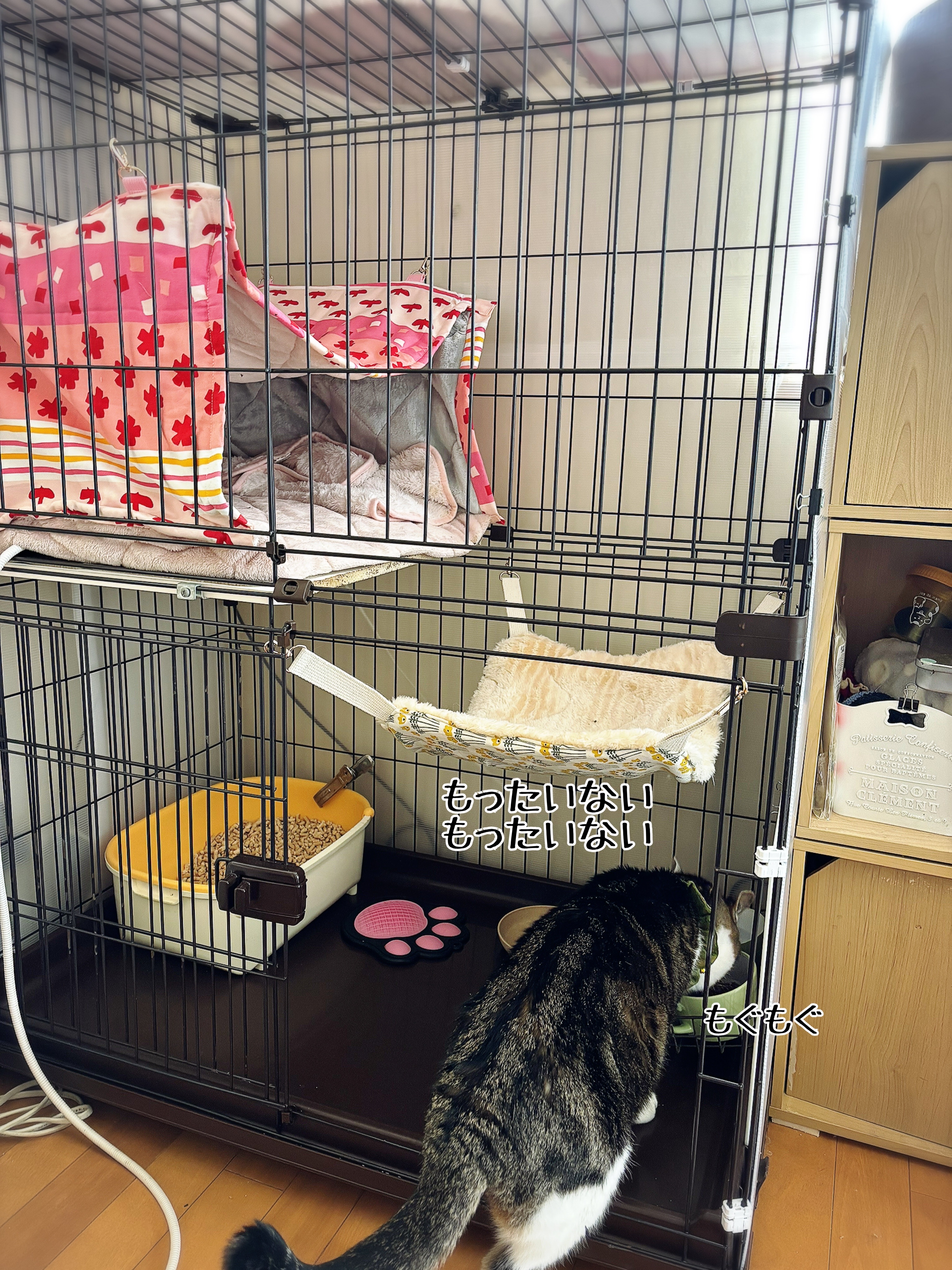 もちくんが…入院しちゃった。 : 猫とお酒と日々のこと Powered